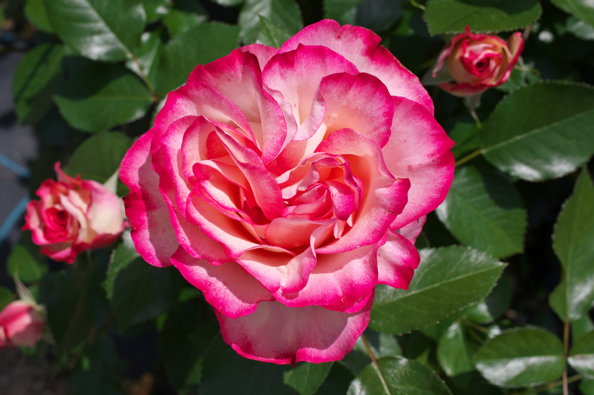 f:id:qayap:20210505125704j:plain