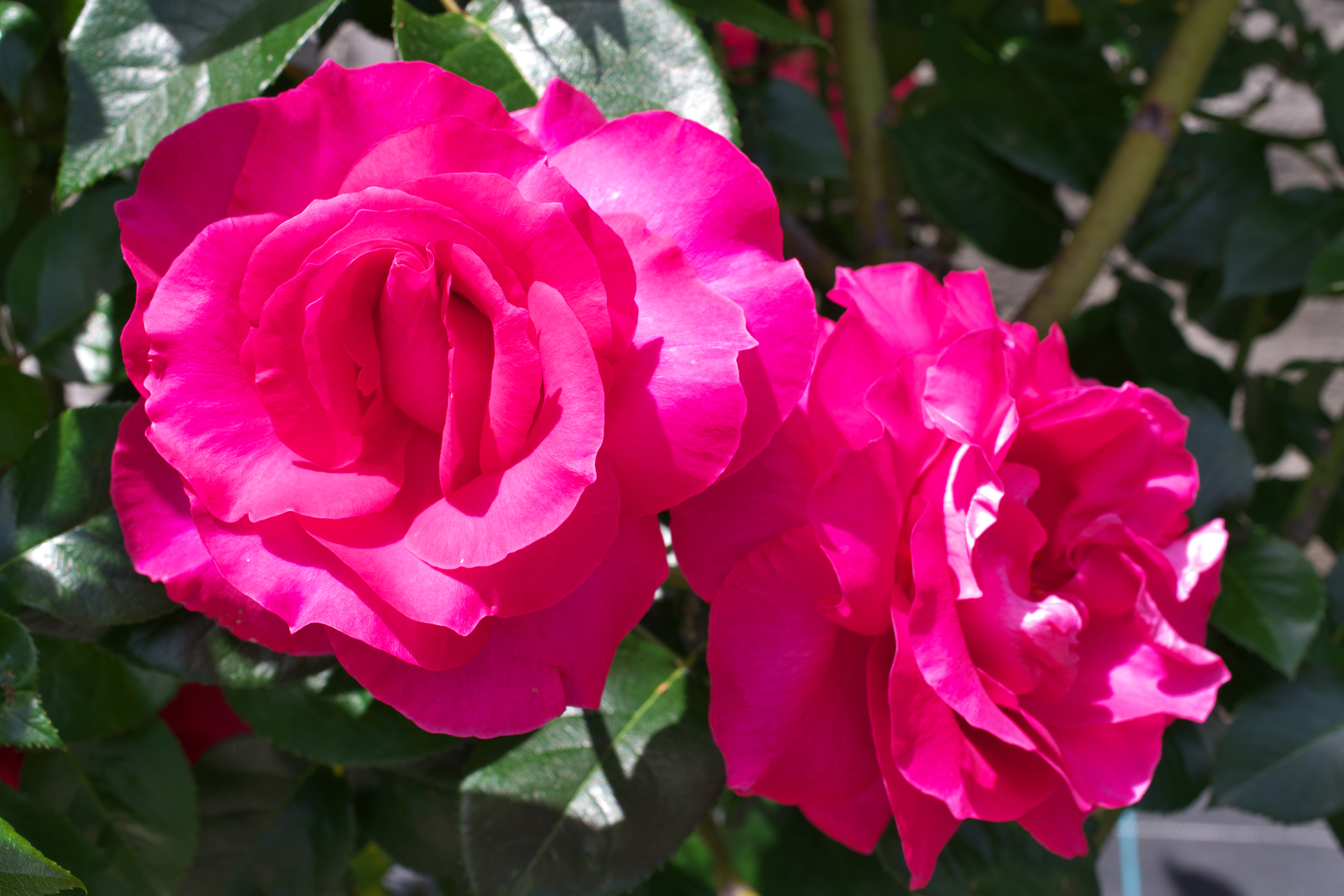 f:id:qayap:20210505125814j:plain