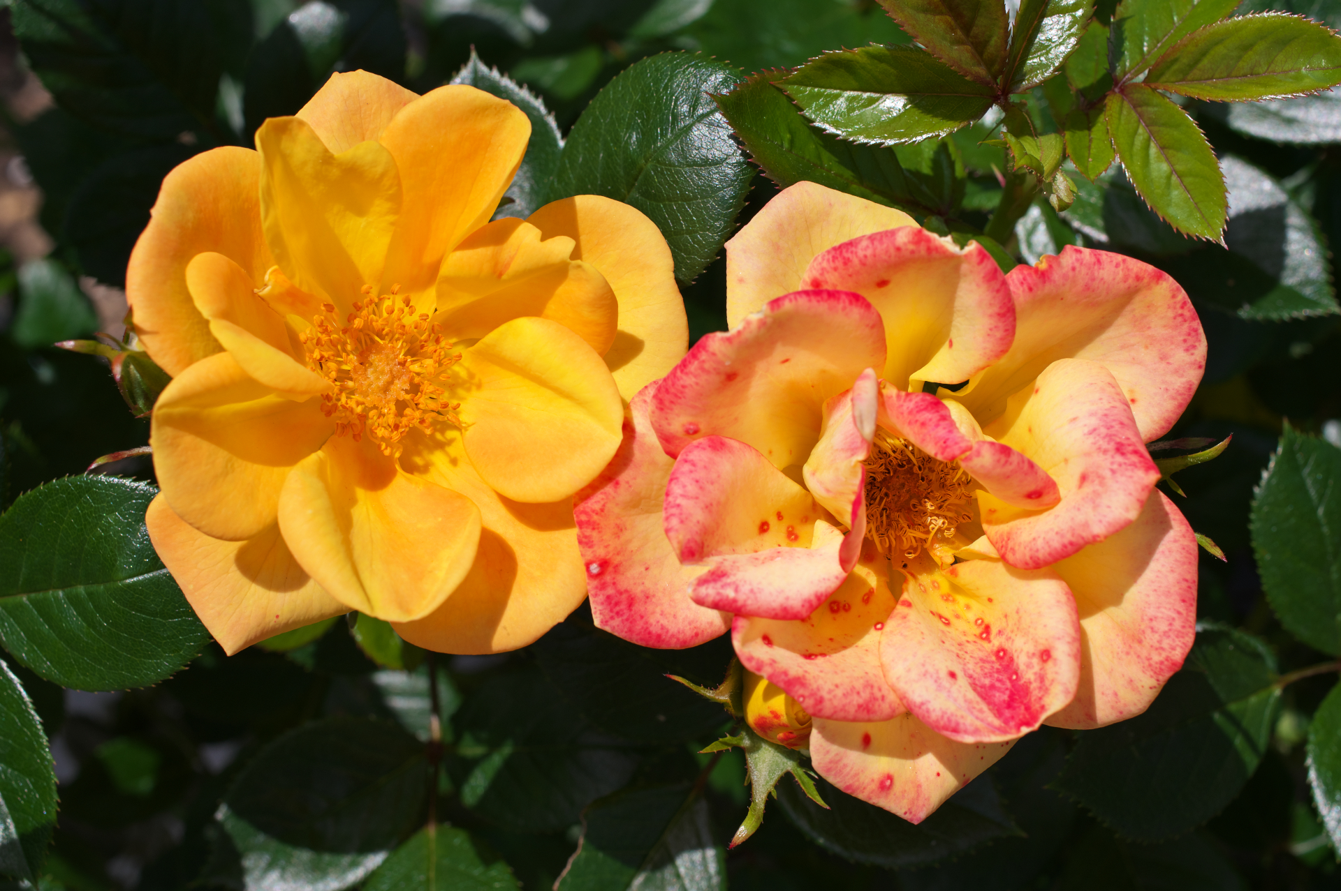 f:id:qayap:20210505125831j:plain