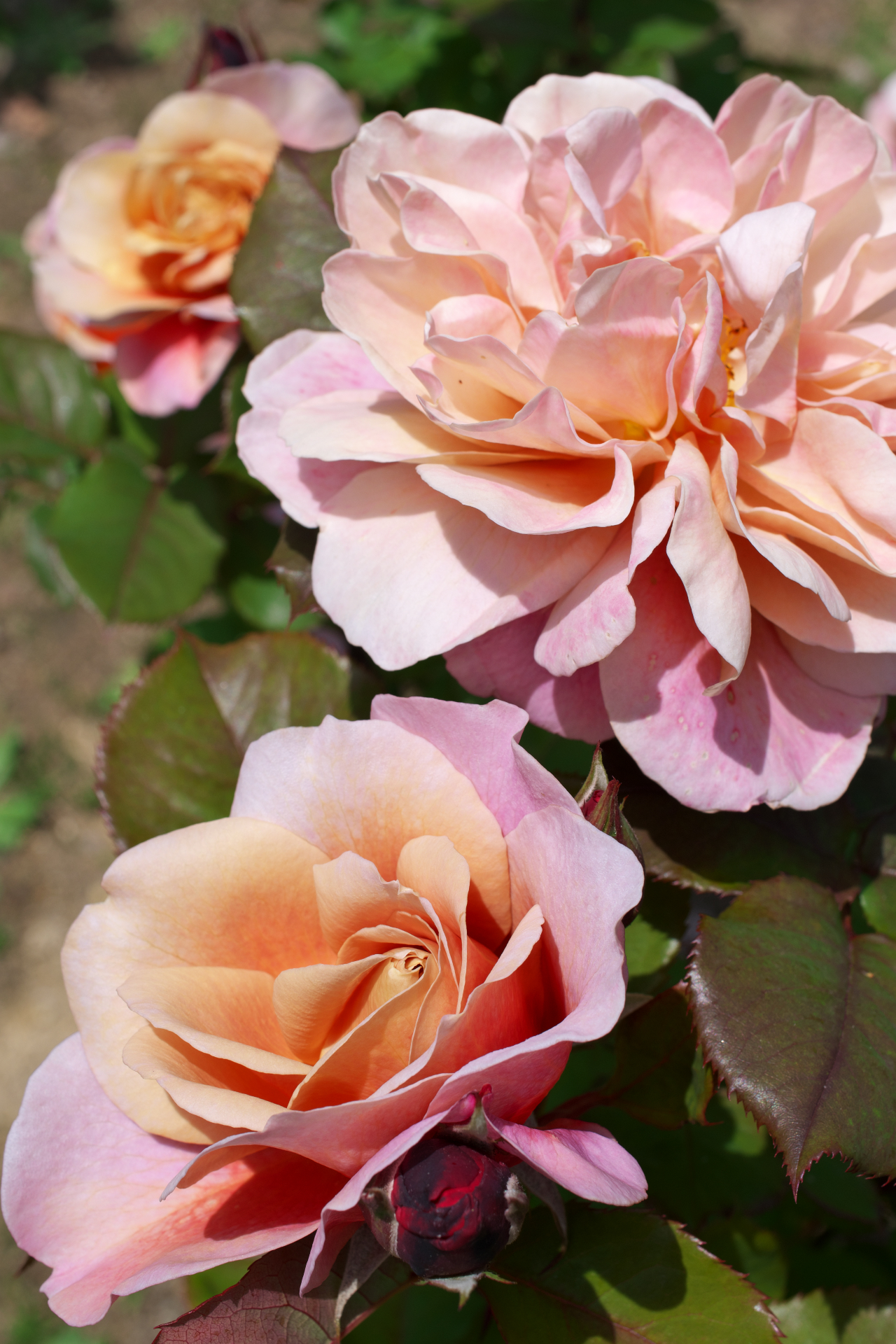 f:id:qayap:20210505125946j:plain