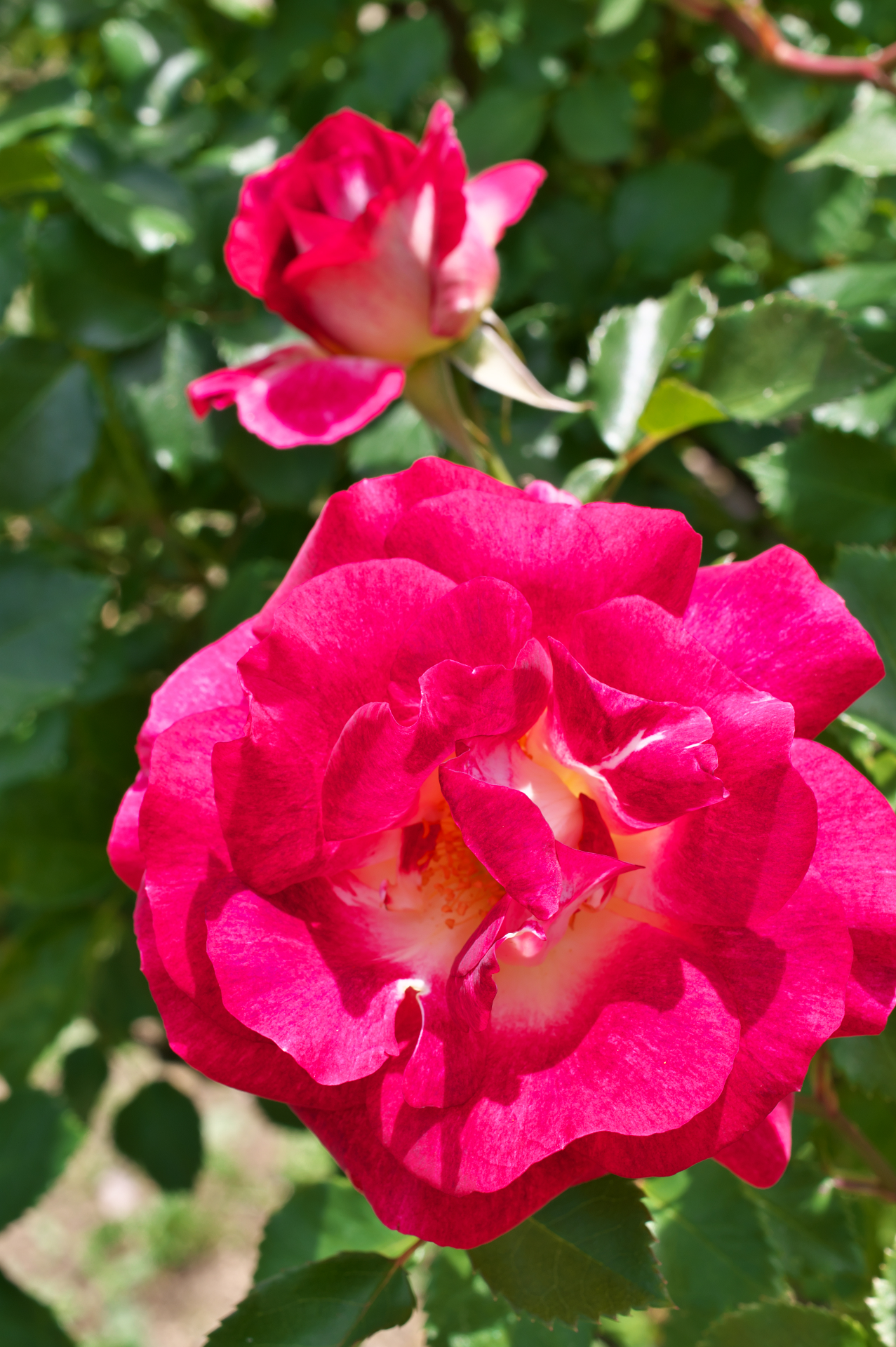 f:id:qayap:20210505130039j:plain