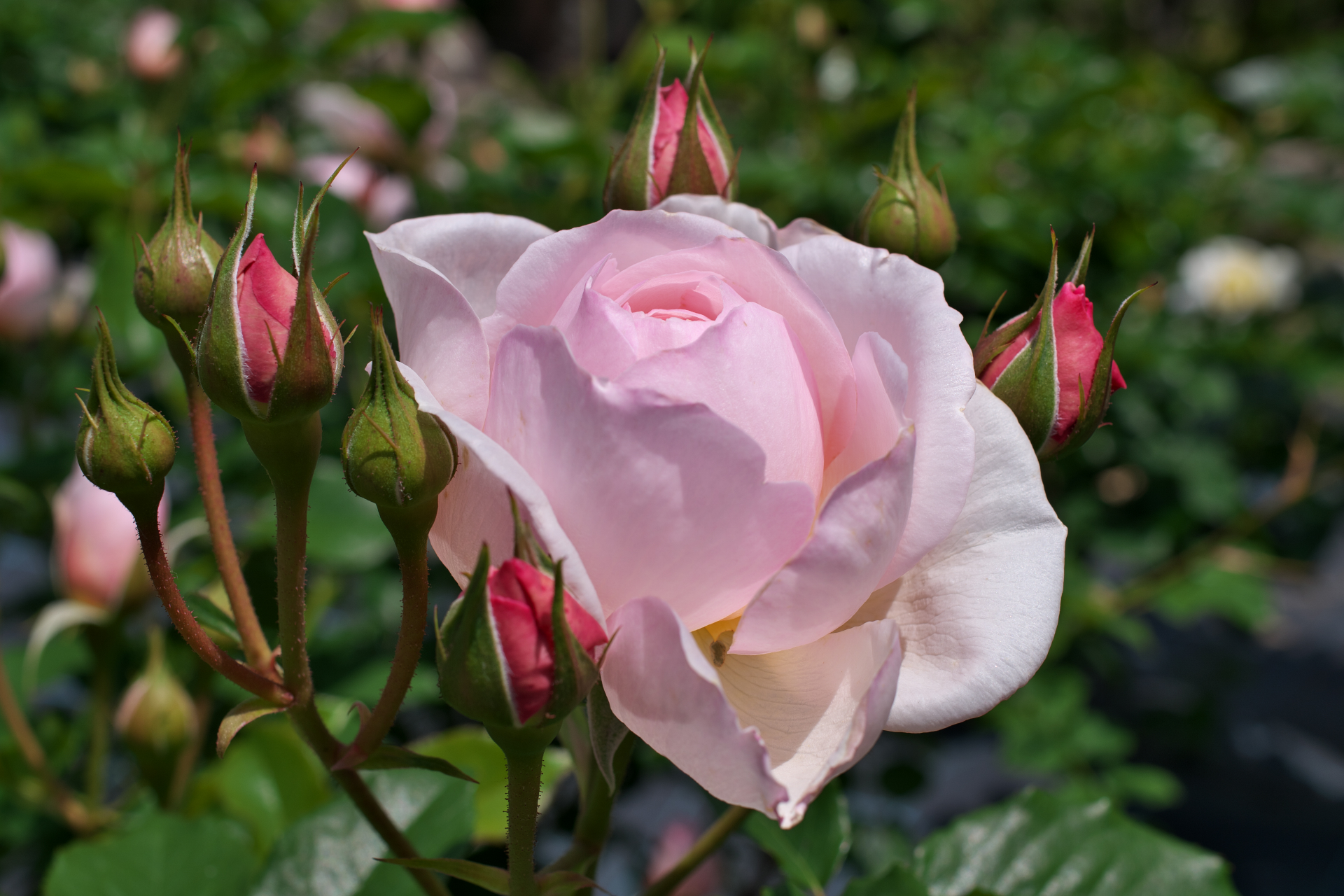 f:id:qayap:20210505130144j:plain