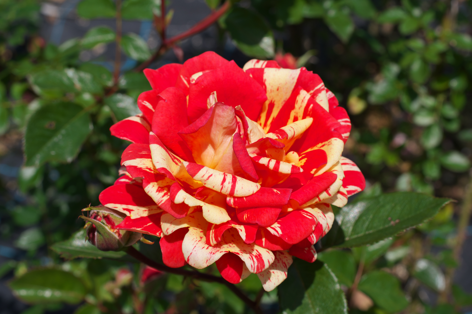 f:id:qayap:20210505130239j:plain