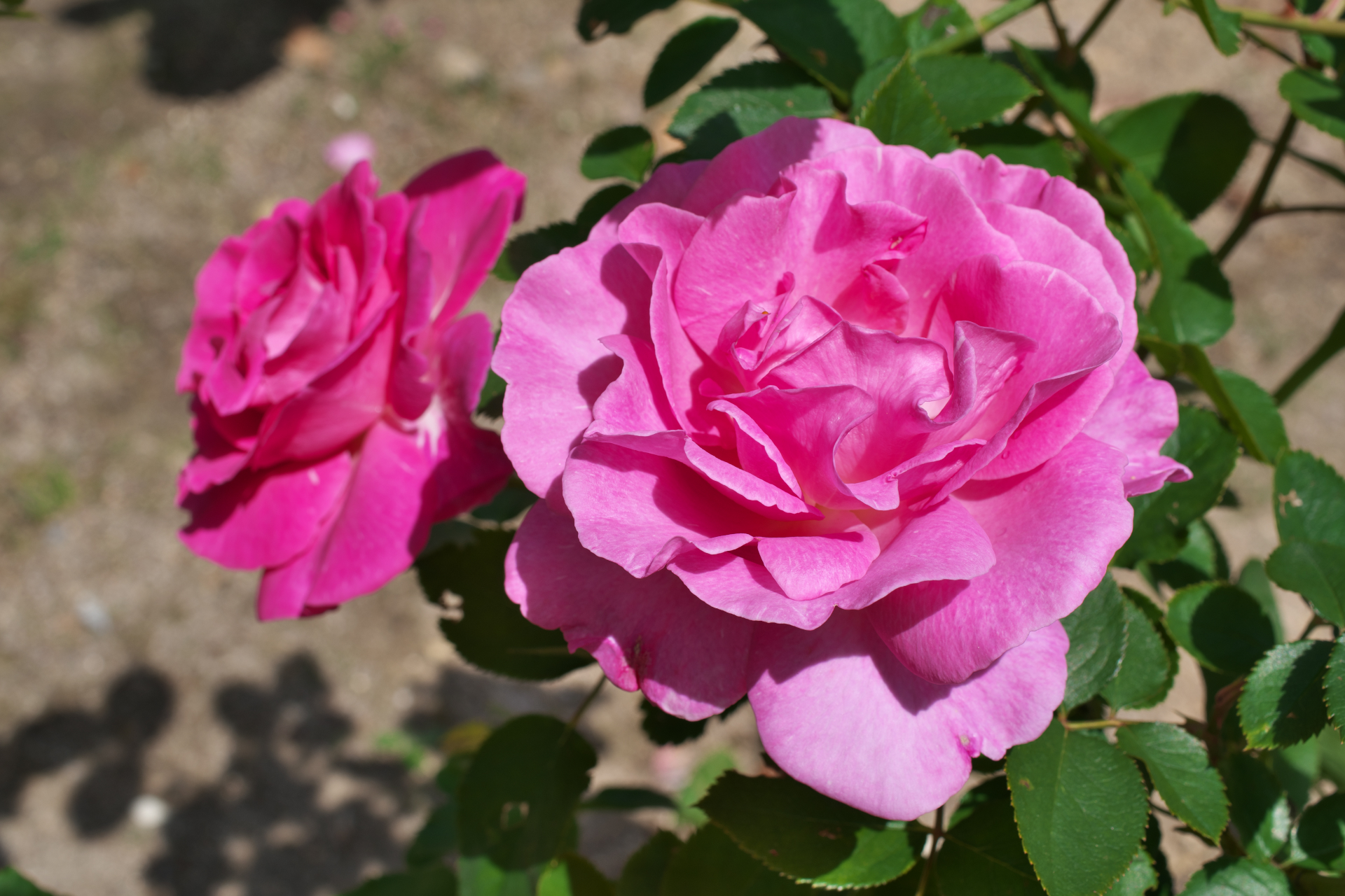 f:id:qayap:20210505130404j:plain