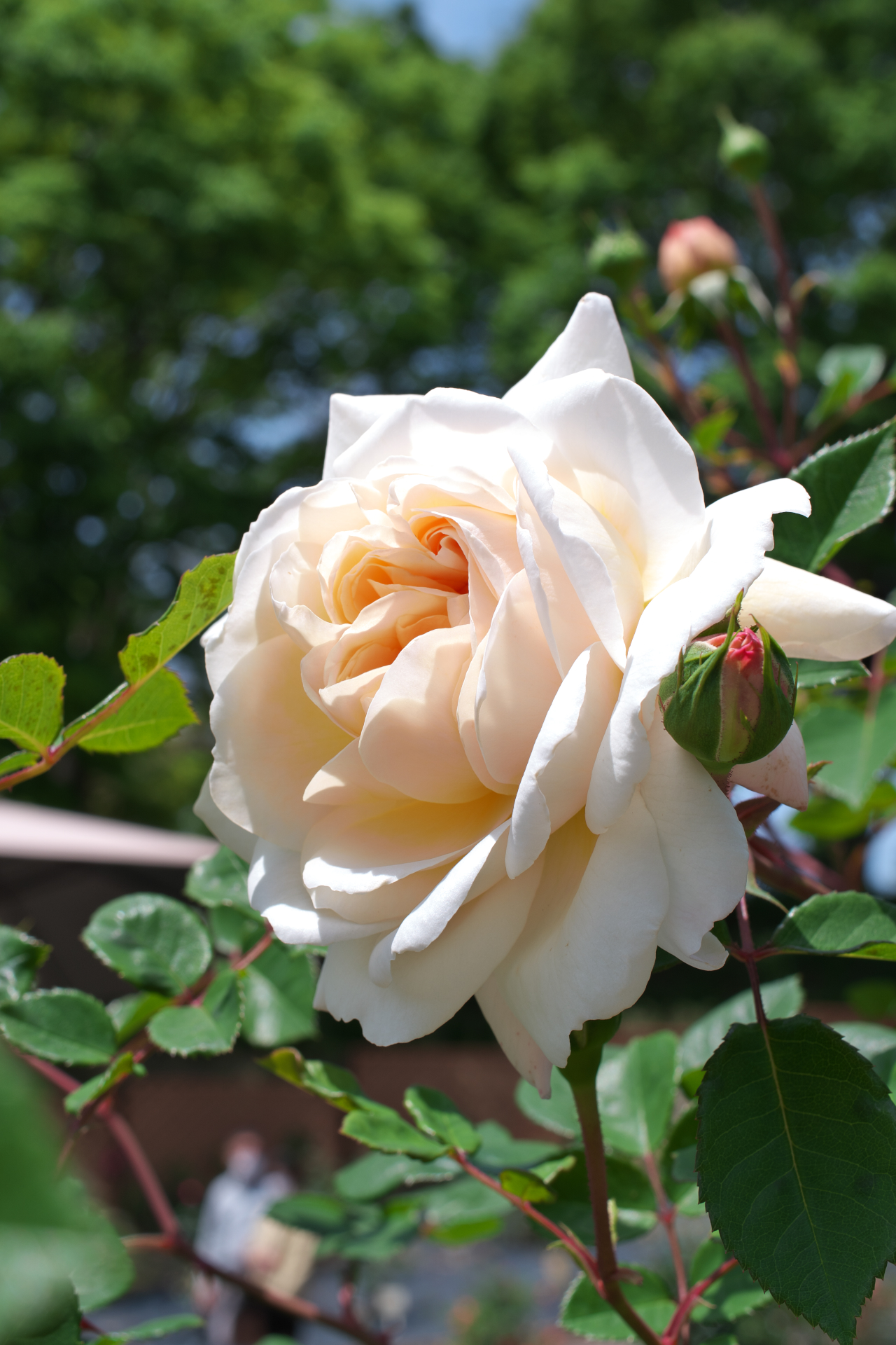 f:id:qayap:20210505131146j:plain