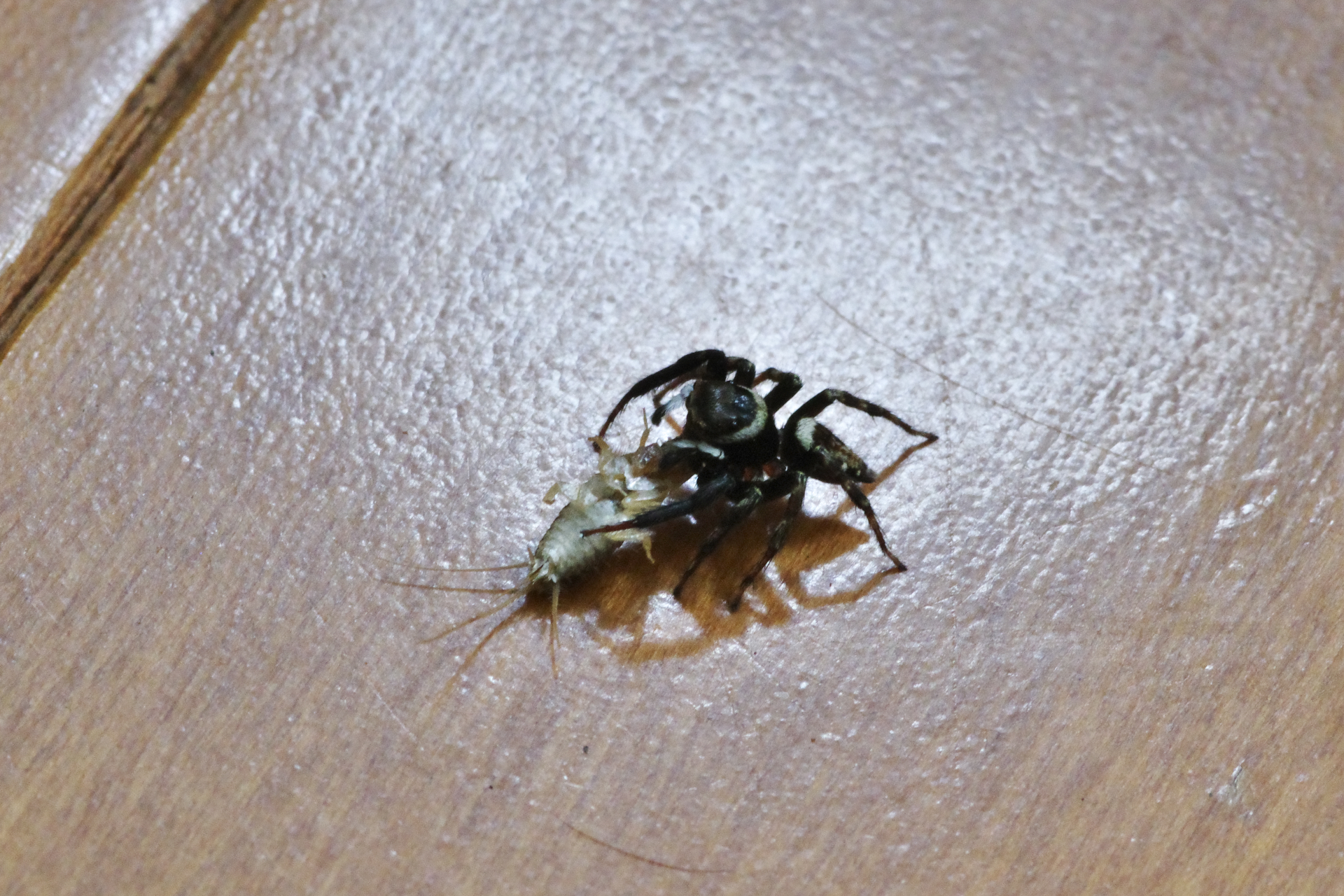 f:id:qayap:20210821152017j:plain