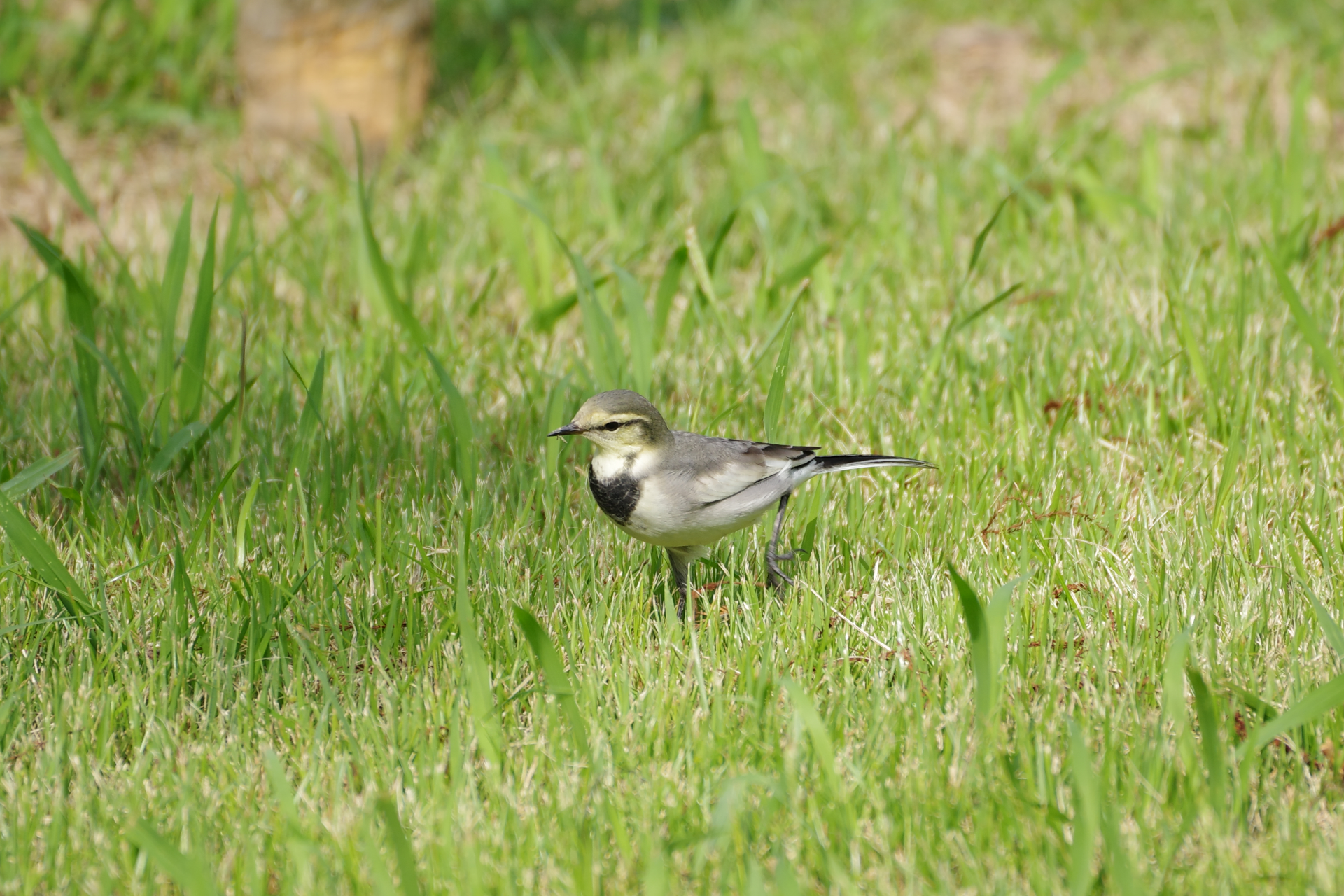 f:id:qayap:20210920170902j:plain