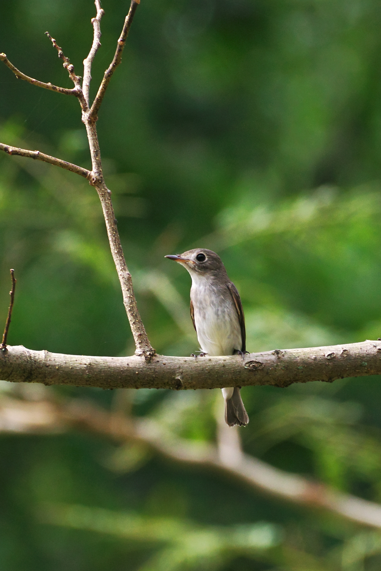 f:id:qayap:20210920171112j:plain