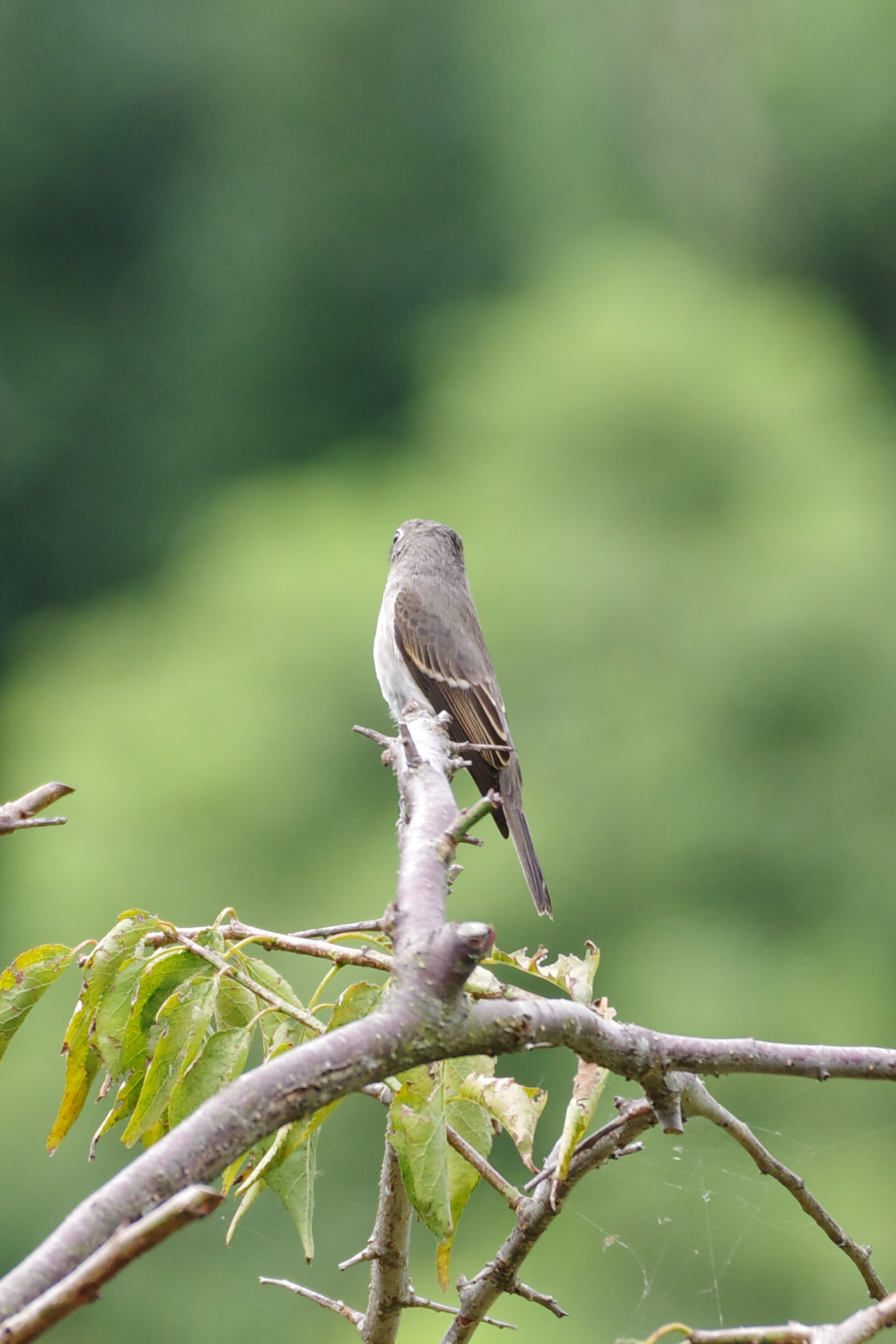 f:id:qayap:20210920171125j:plain