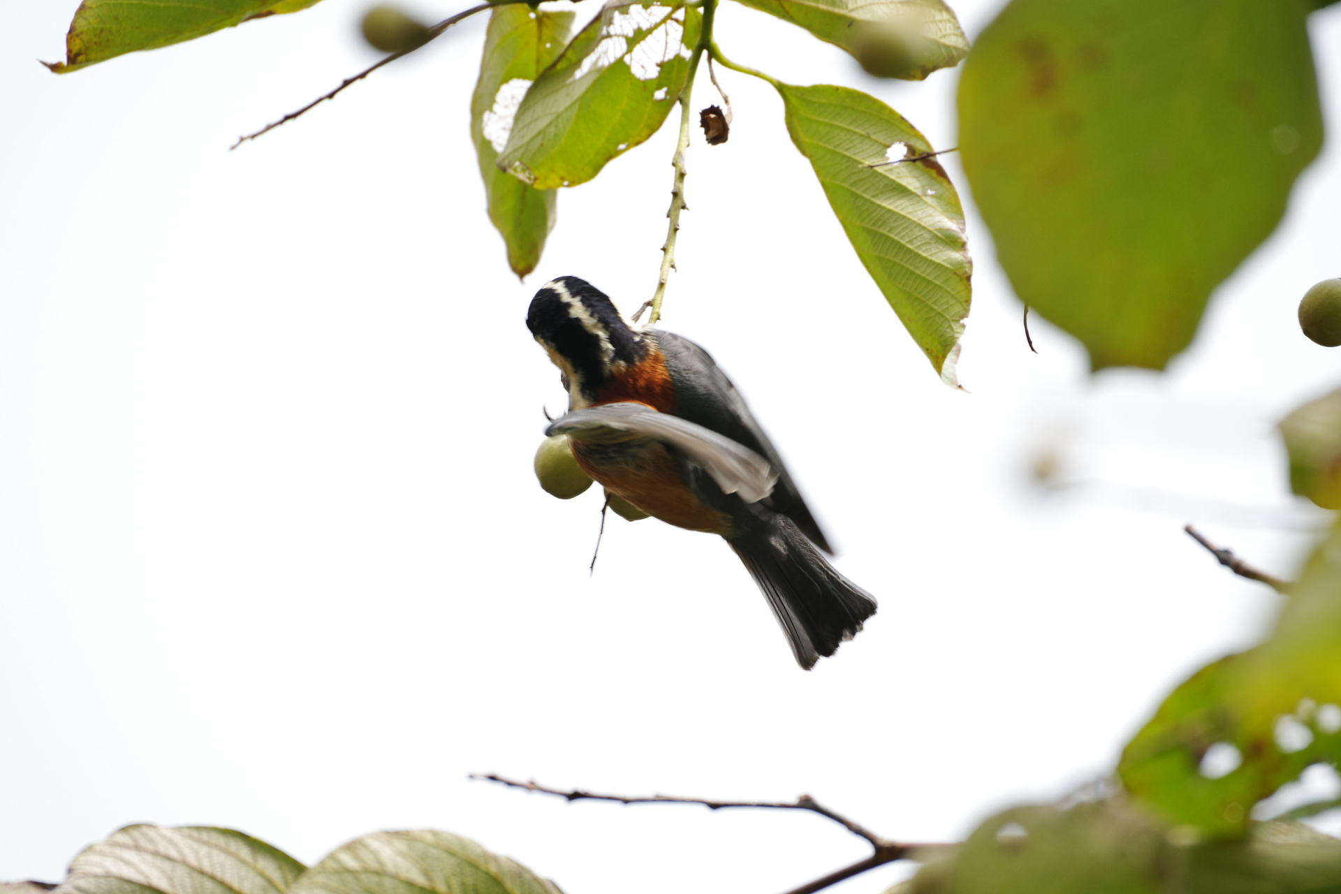 f:id:qayap:20210920171312j:plain