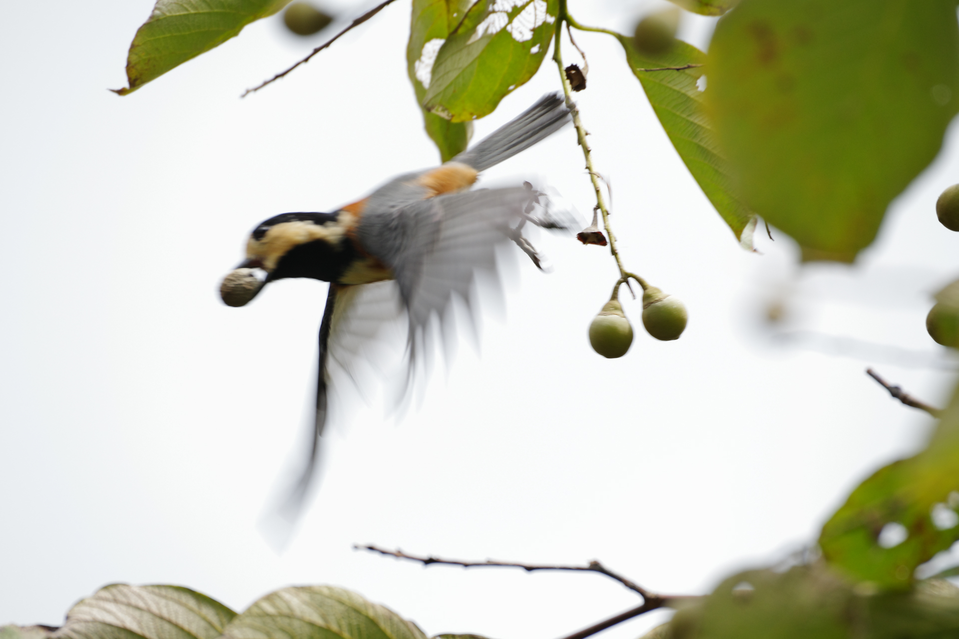 f:id:qayap:20210920171416j:plain