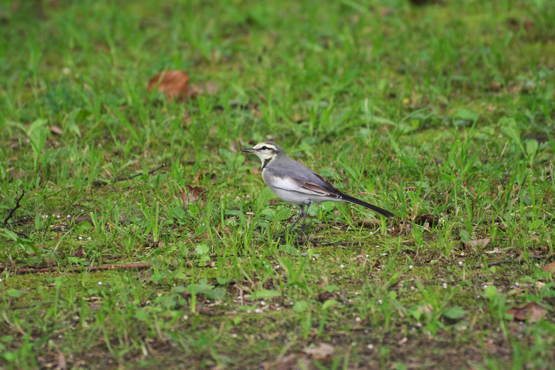 f:id:qayap:20210920172148j:plain