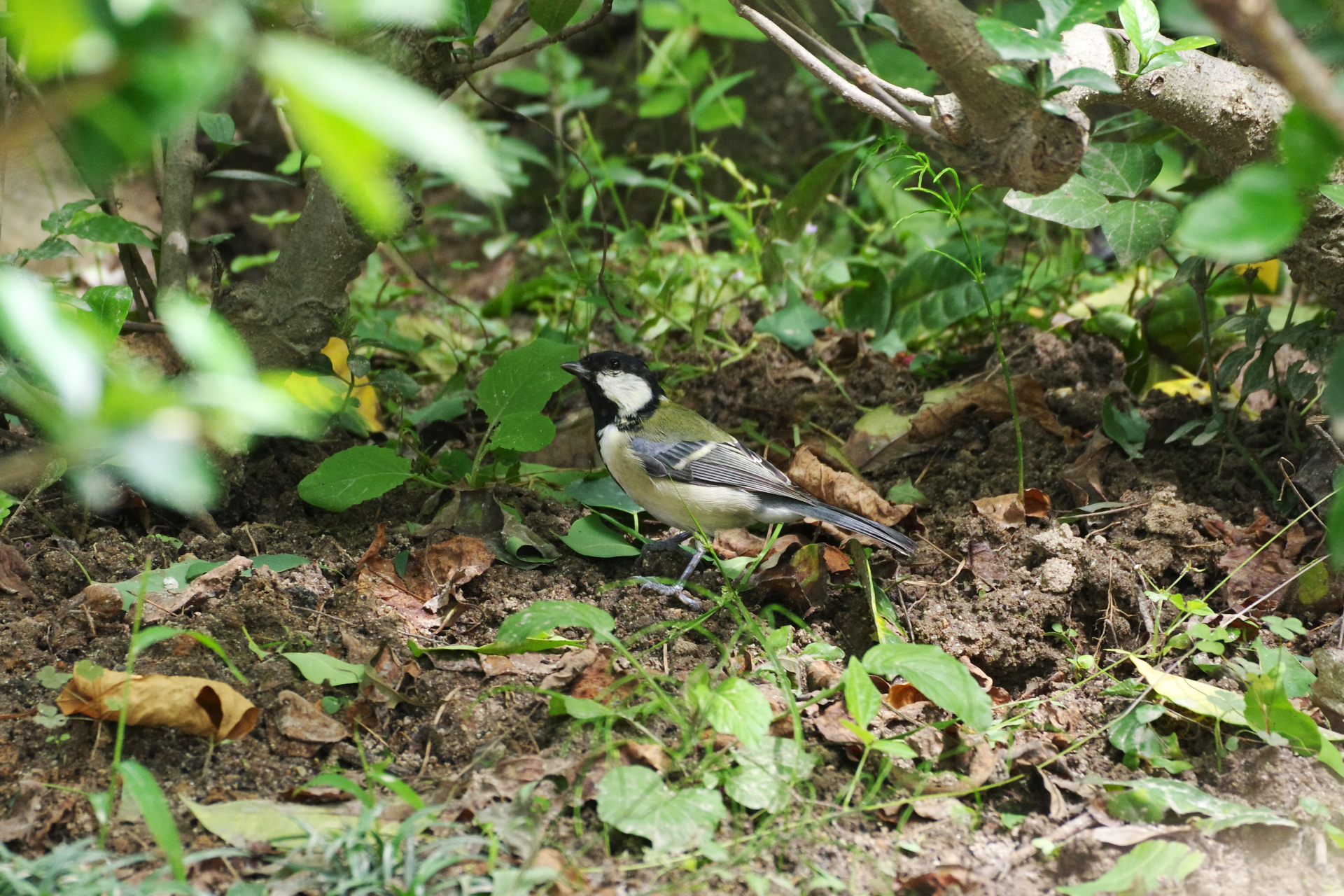 f:id:qayap:20210920172306j:plain