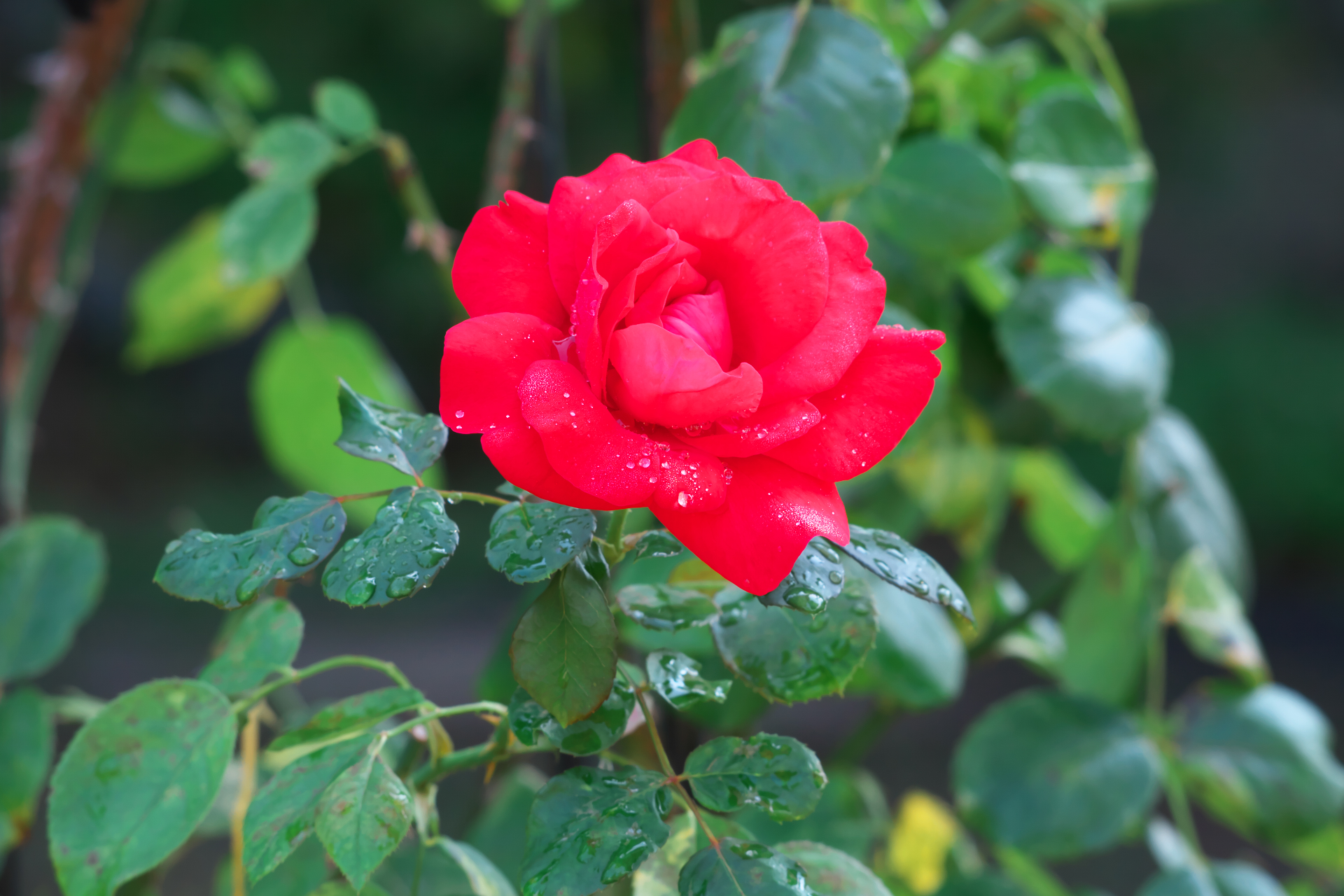 f:id:qayap:20210923170559j:plain