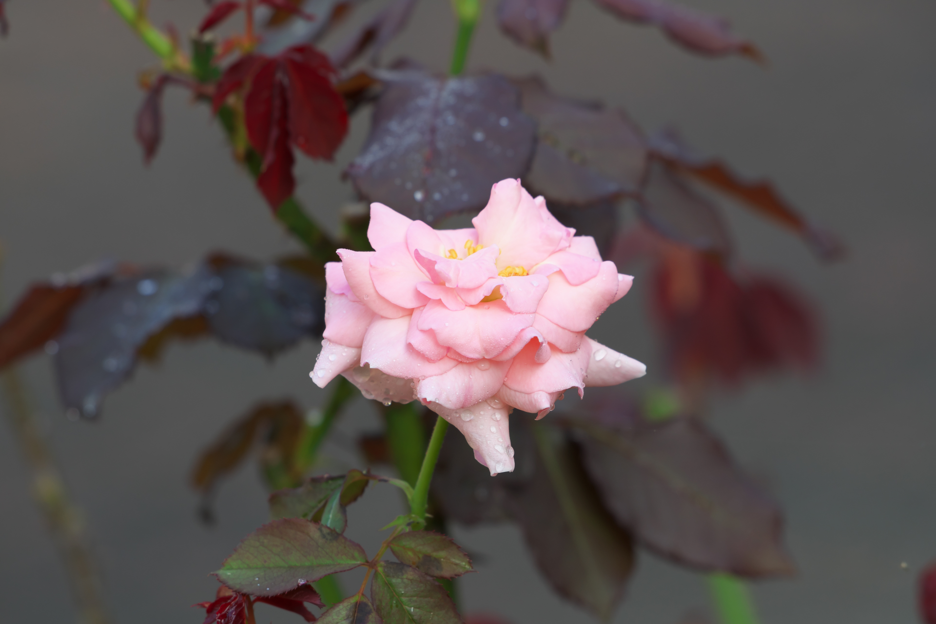 f:id:qayap:20210923170612j:plain