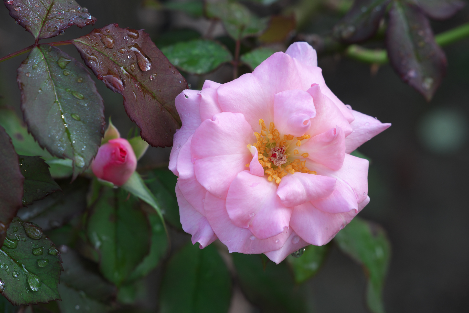 f:id:qayap:20210923170624j:plain