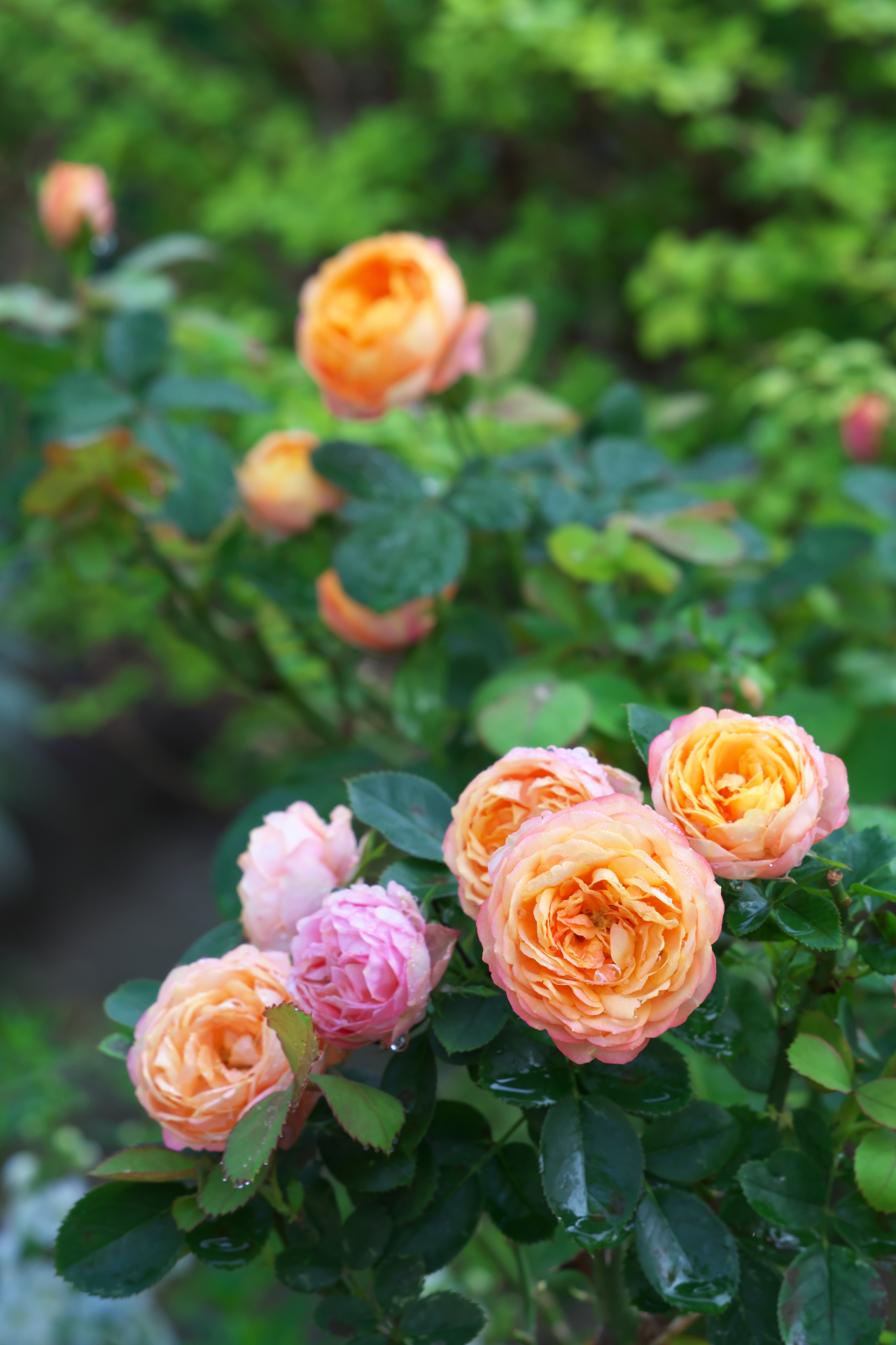 f:id:qayap:20210923170637j:plain