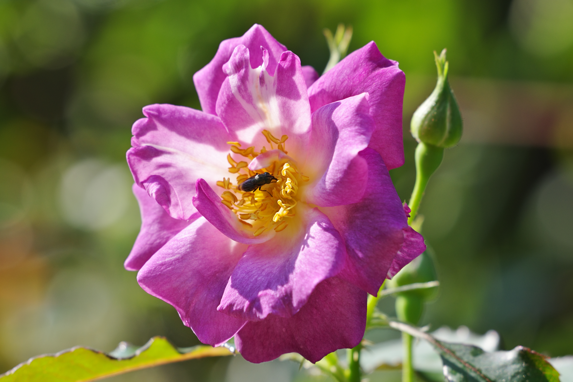 f:id:qayap:20210923170649j:plain