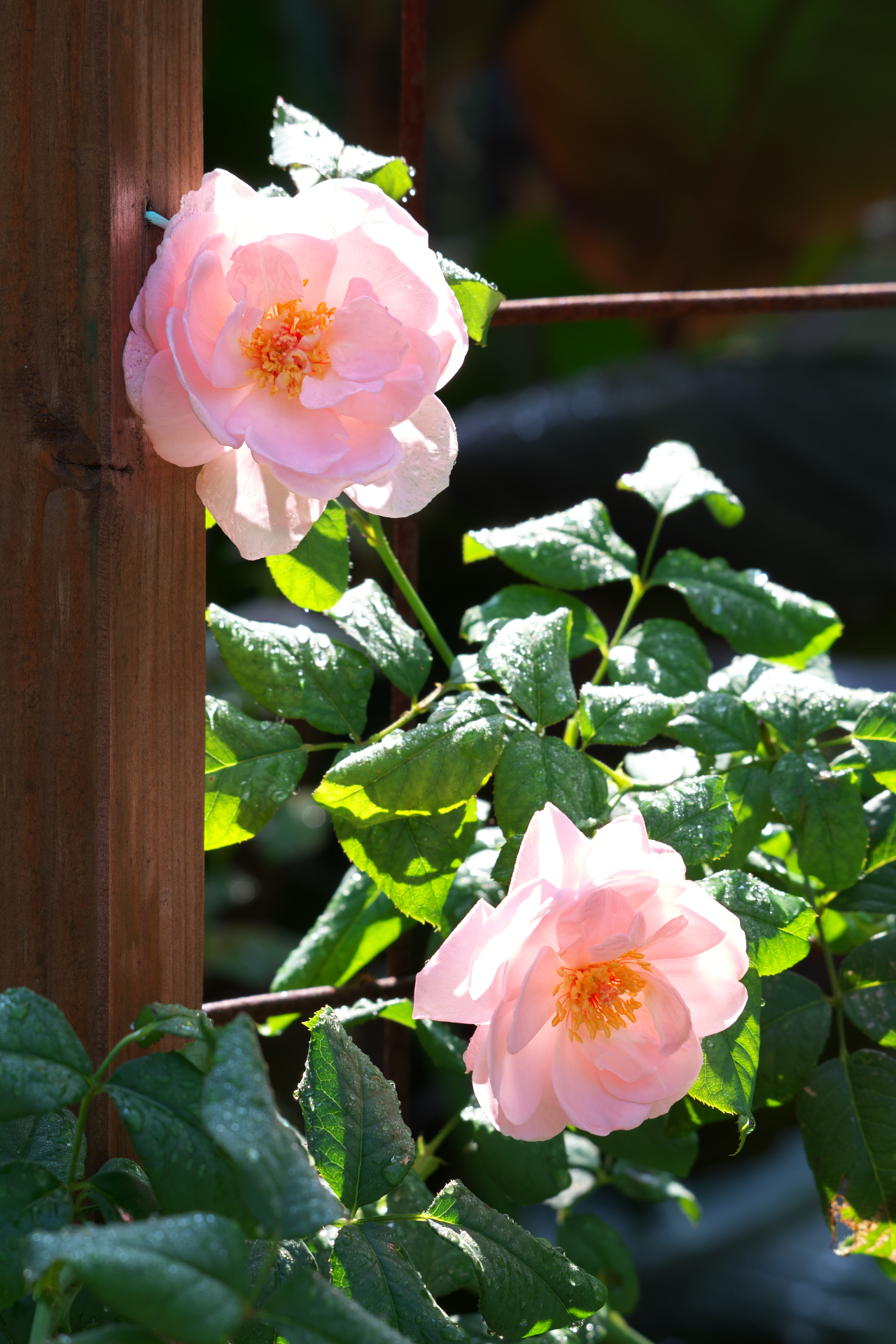 f:id:qayap:20210923170704j:plain