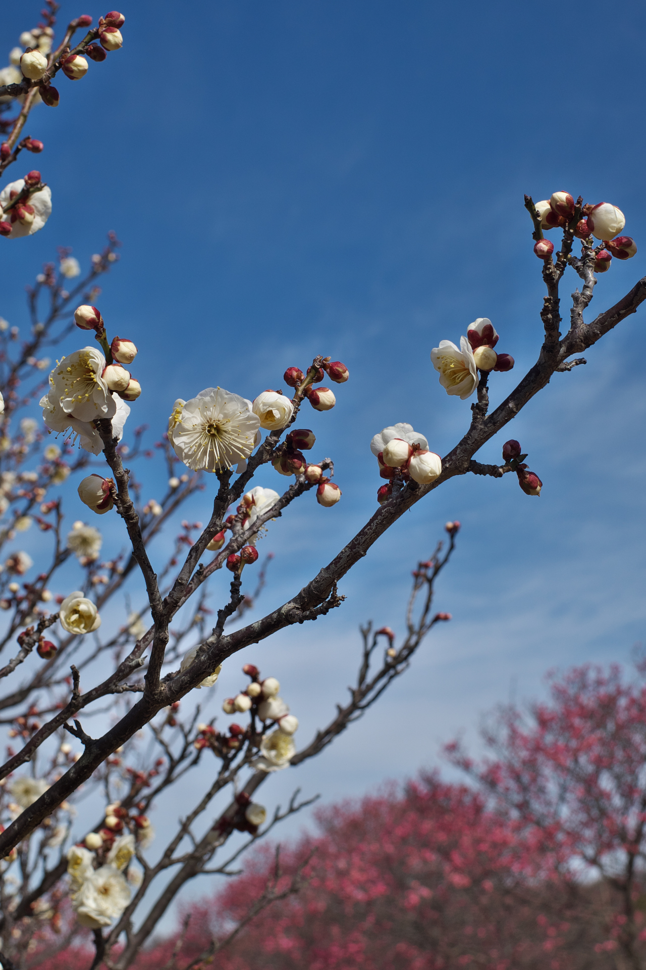 f:id:qayap:20220212212614j:plain