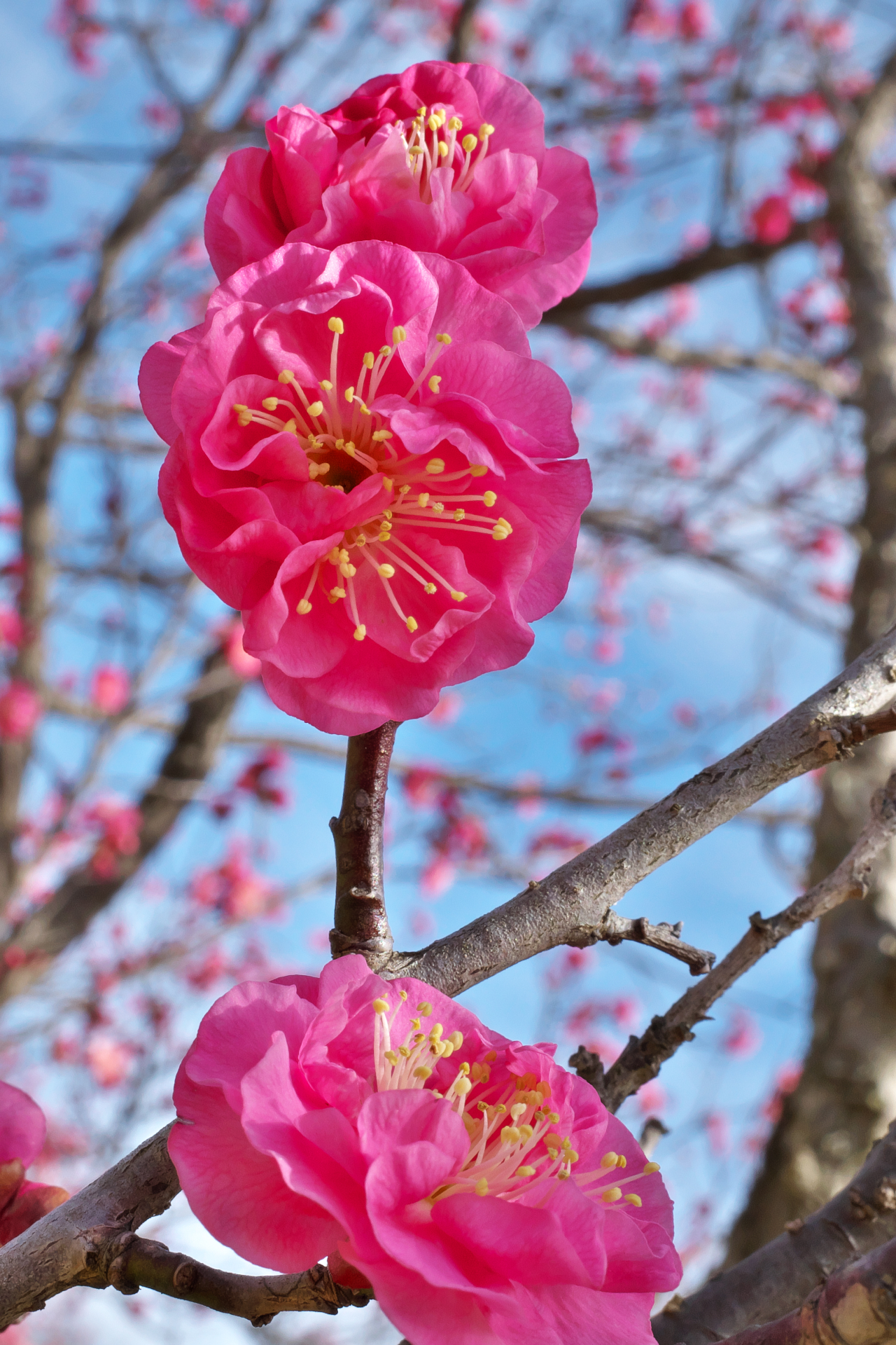 f:id:qayap:20220212212754j:plain