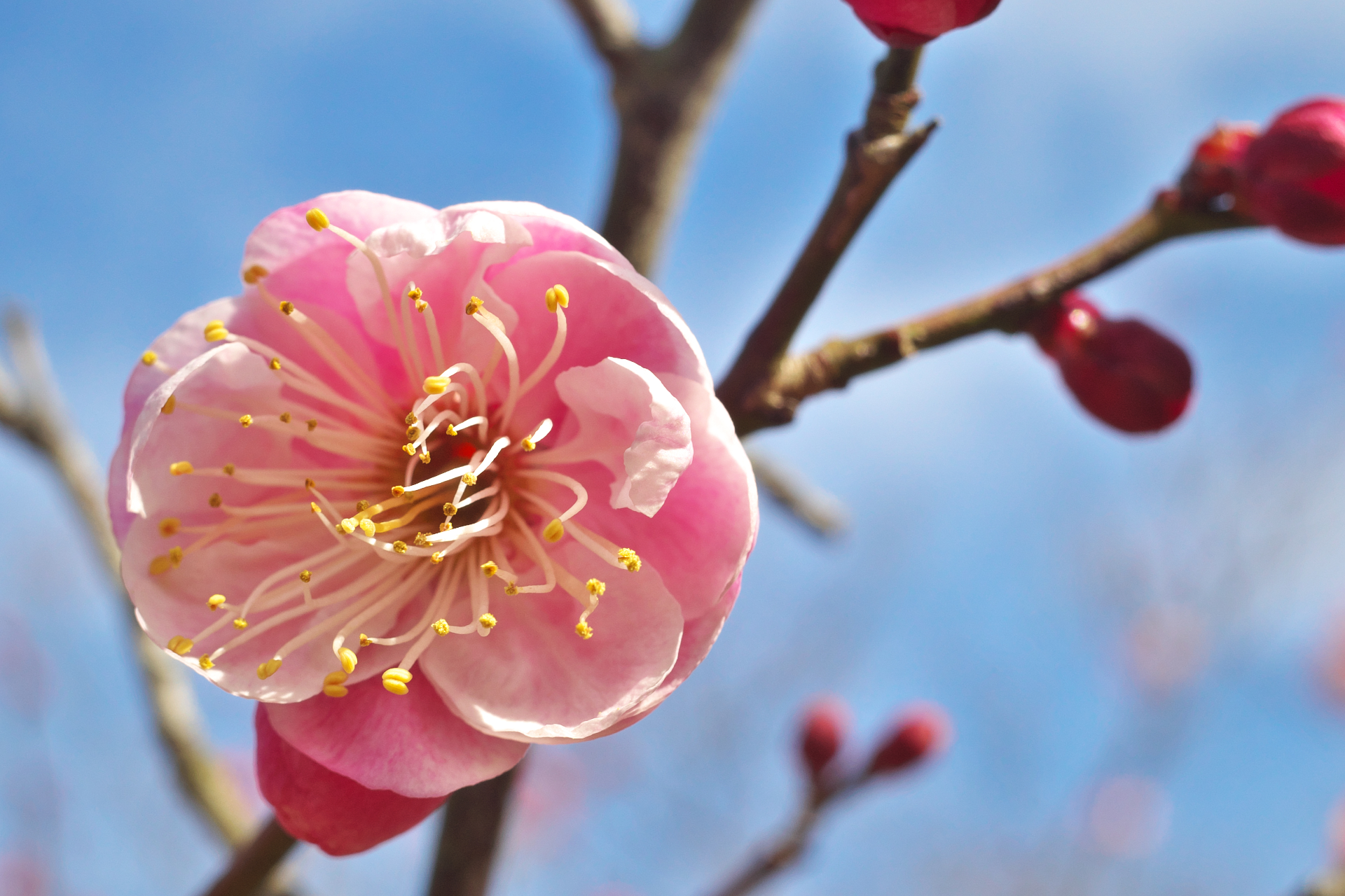 f:id:qayap:20220212213026j:plain