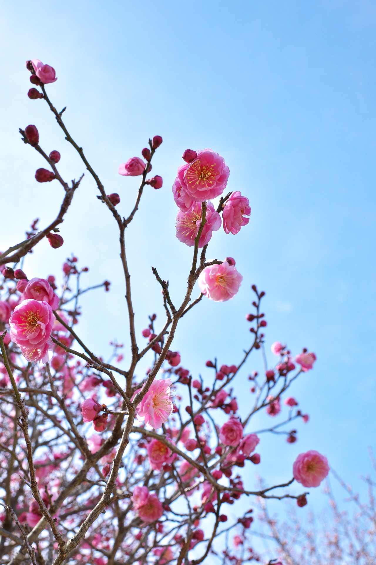 f:id:qayap:20220212213107j:plain