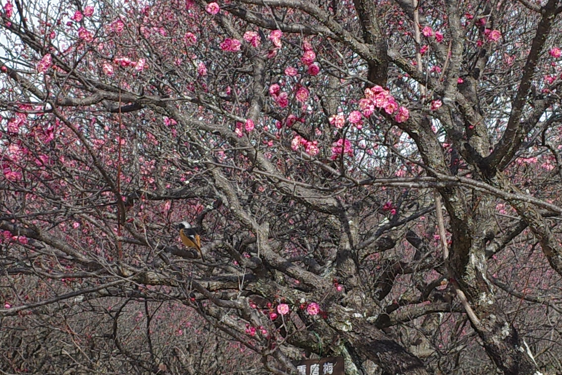 f:id:qayap:20220212213252j:plain