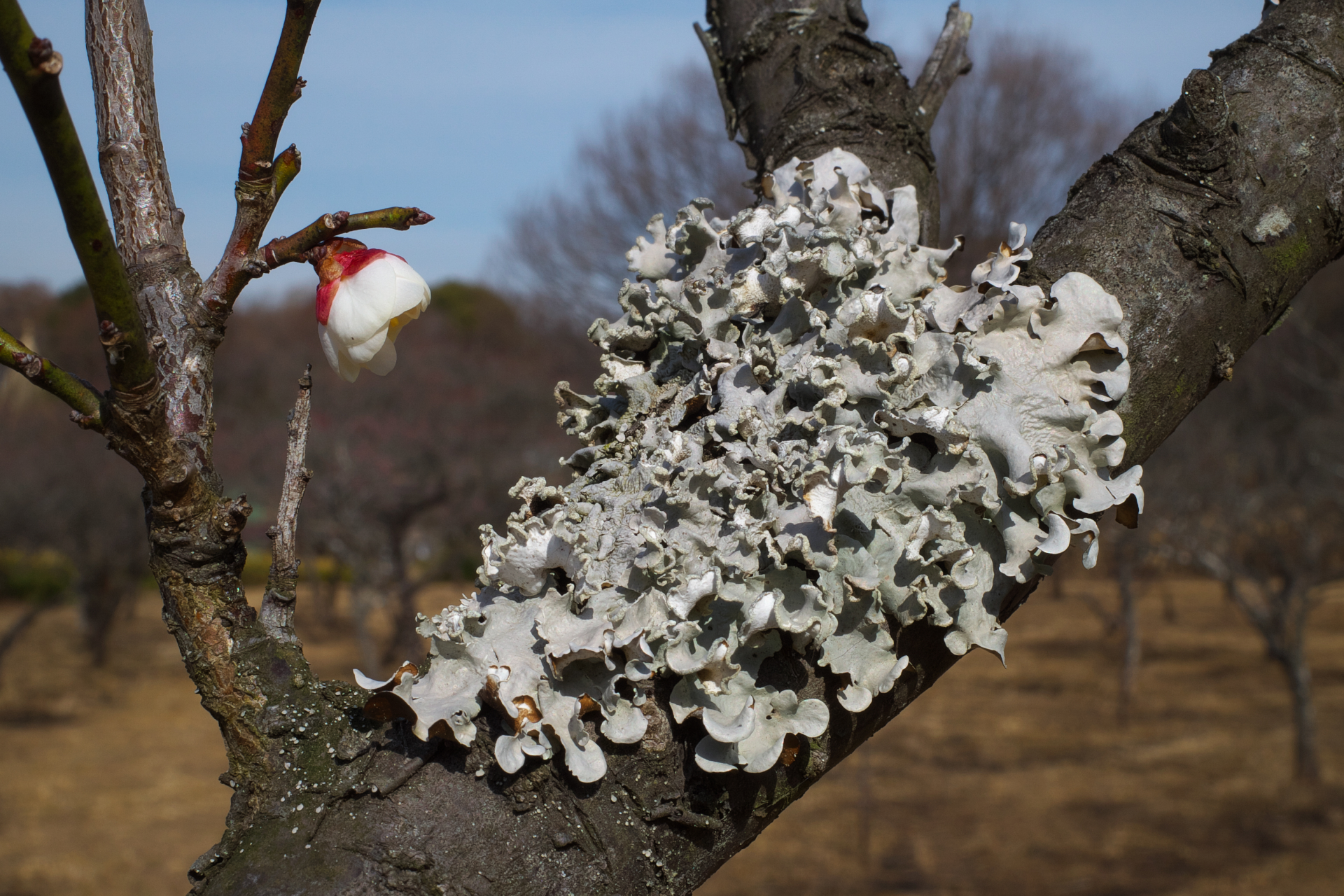 f:id:qayap:20220212213357j:plain