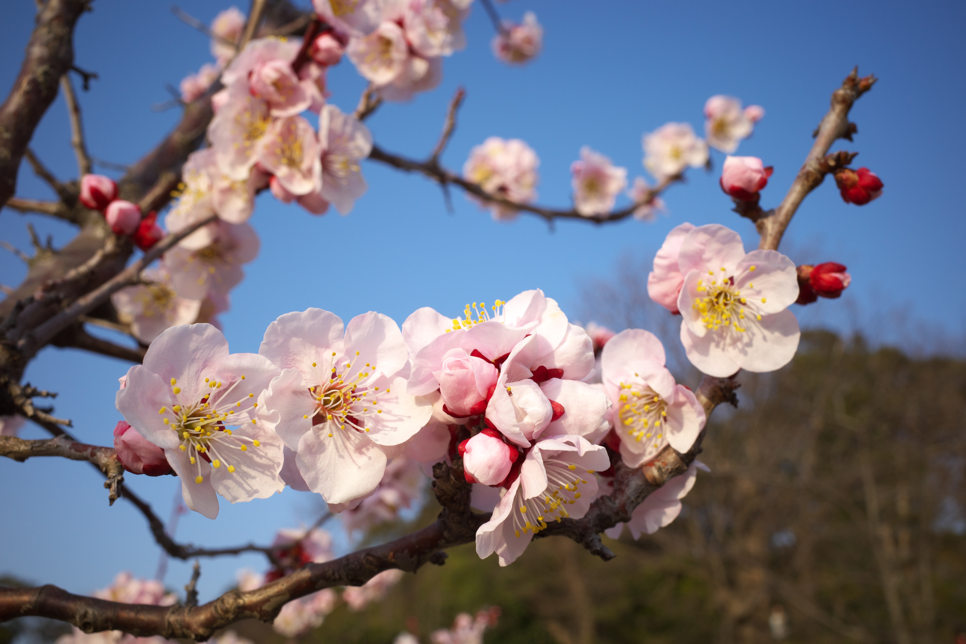 f:id:qayap:20220312214306j:plain