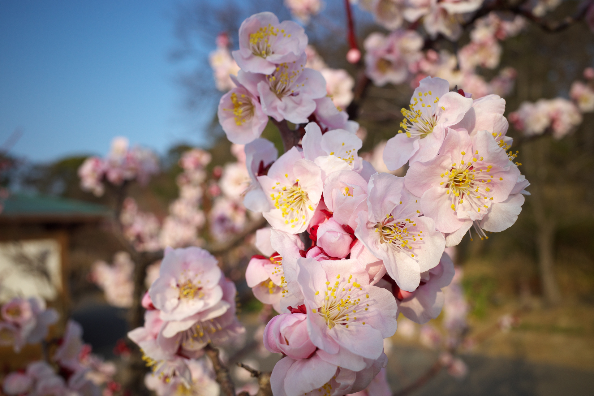 f:id:qayap:20220312214728j:plain