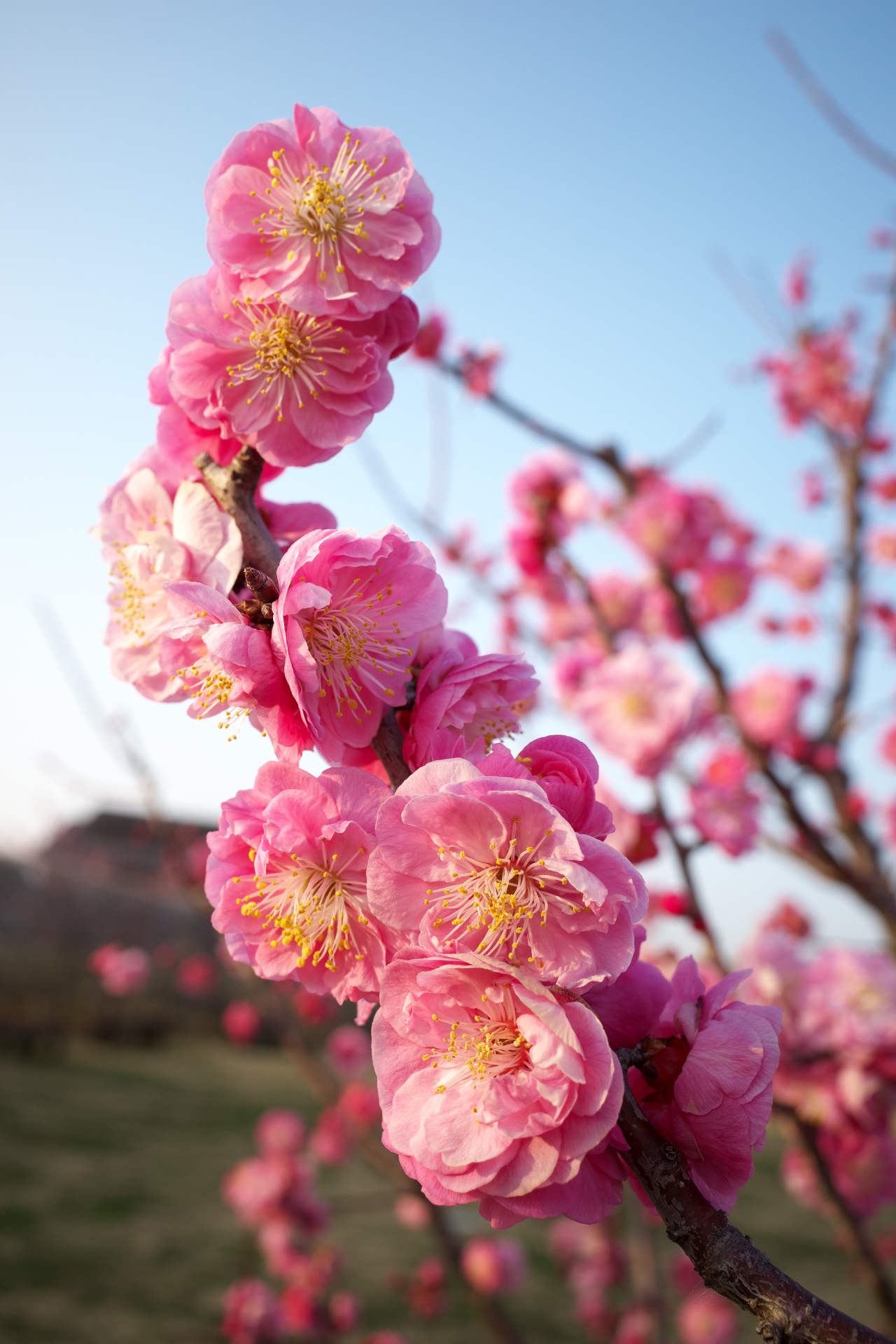 f:id:qayap:20220312214850j:plain