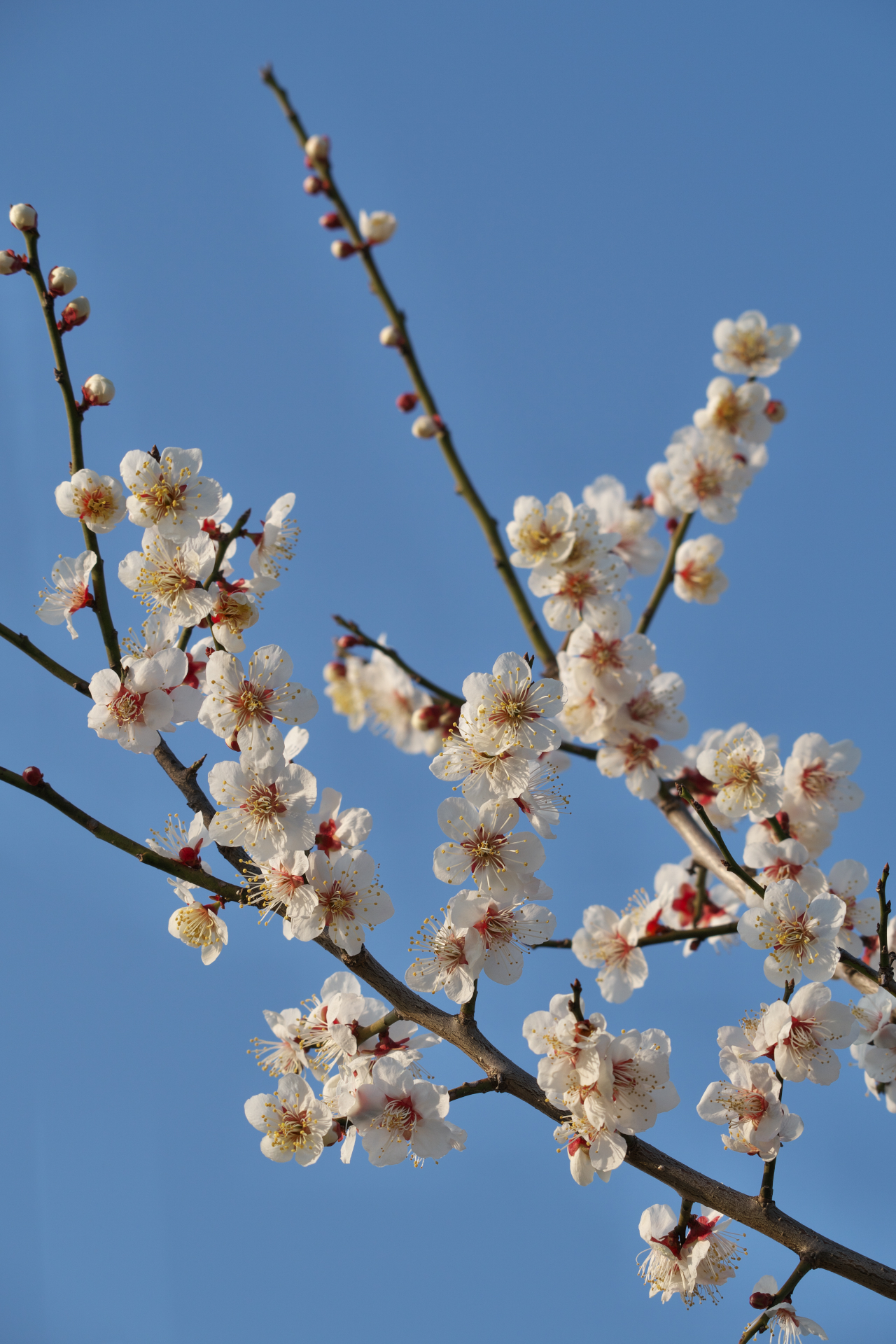 f:id:qayap:20220312215141j:plain