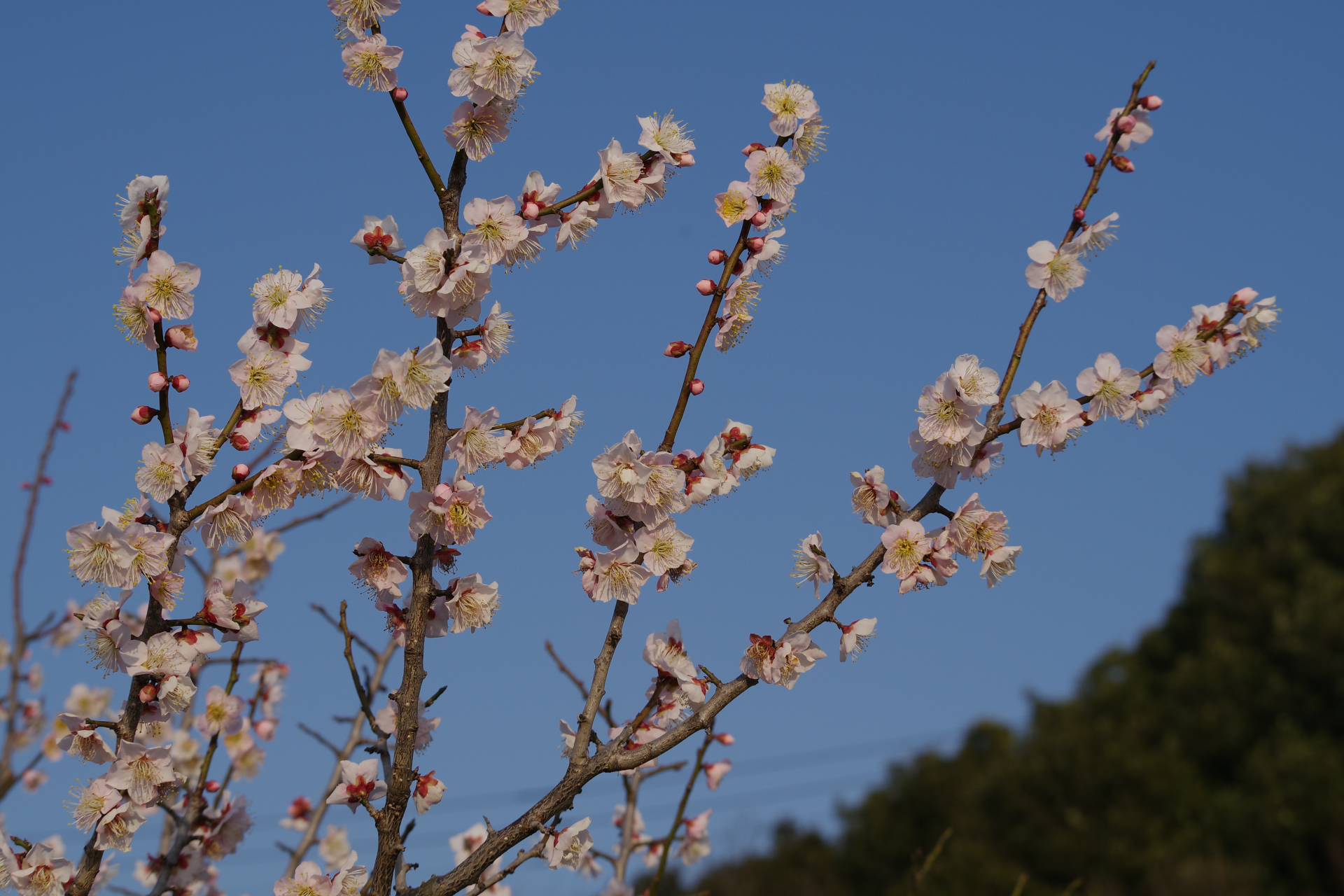 f:id:qayap:20220312215213j:plain