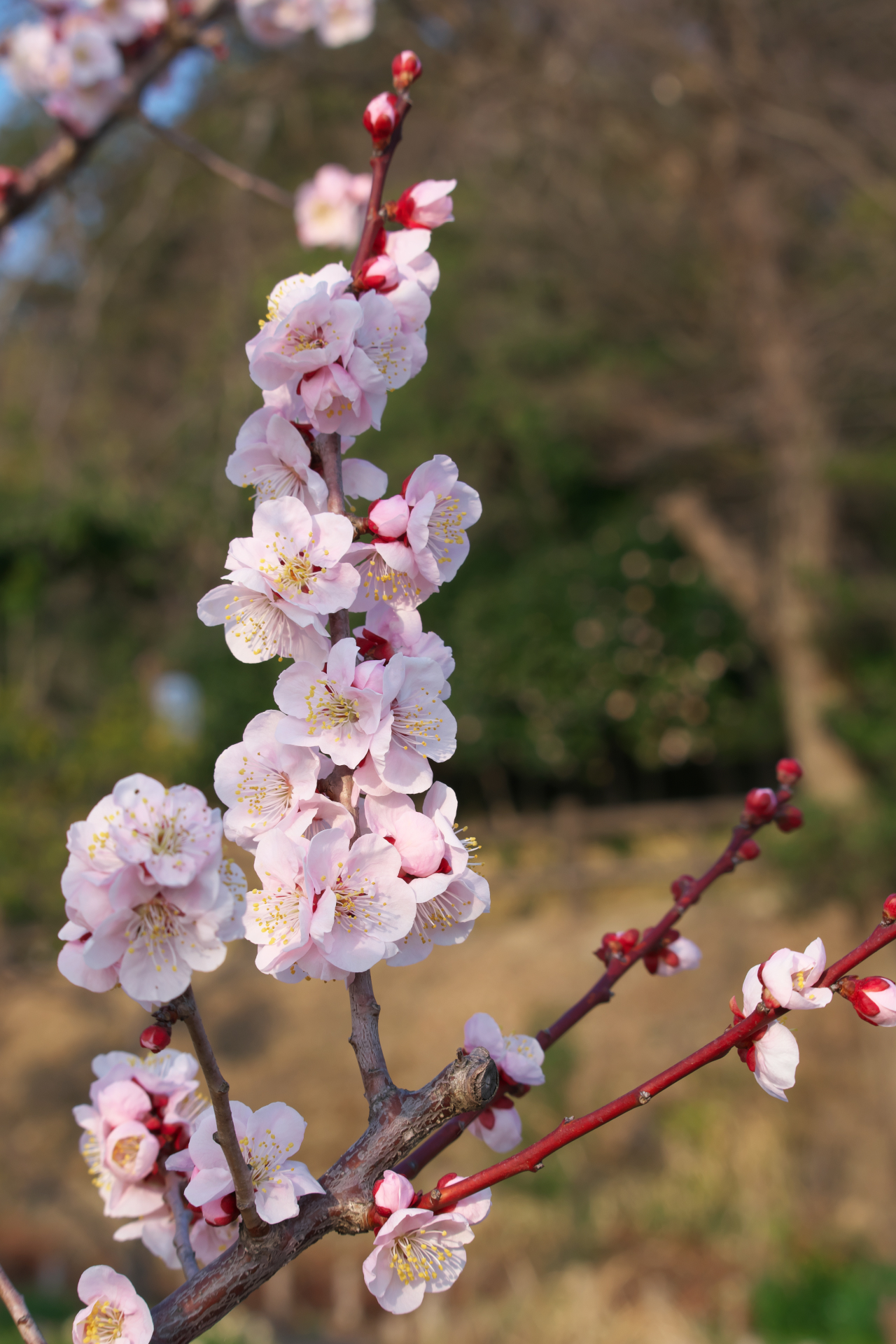 f:id:qayap:20220312215640j:plain