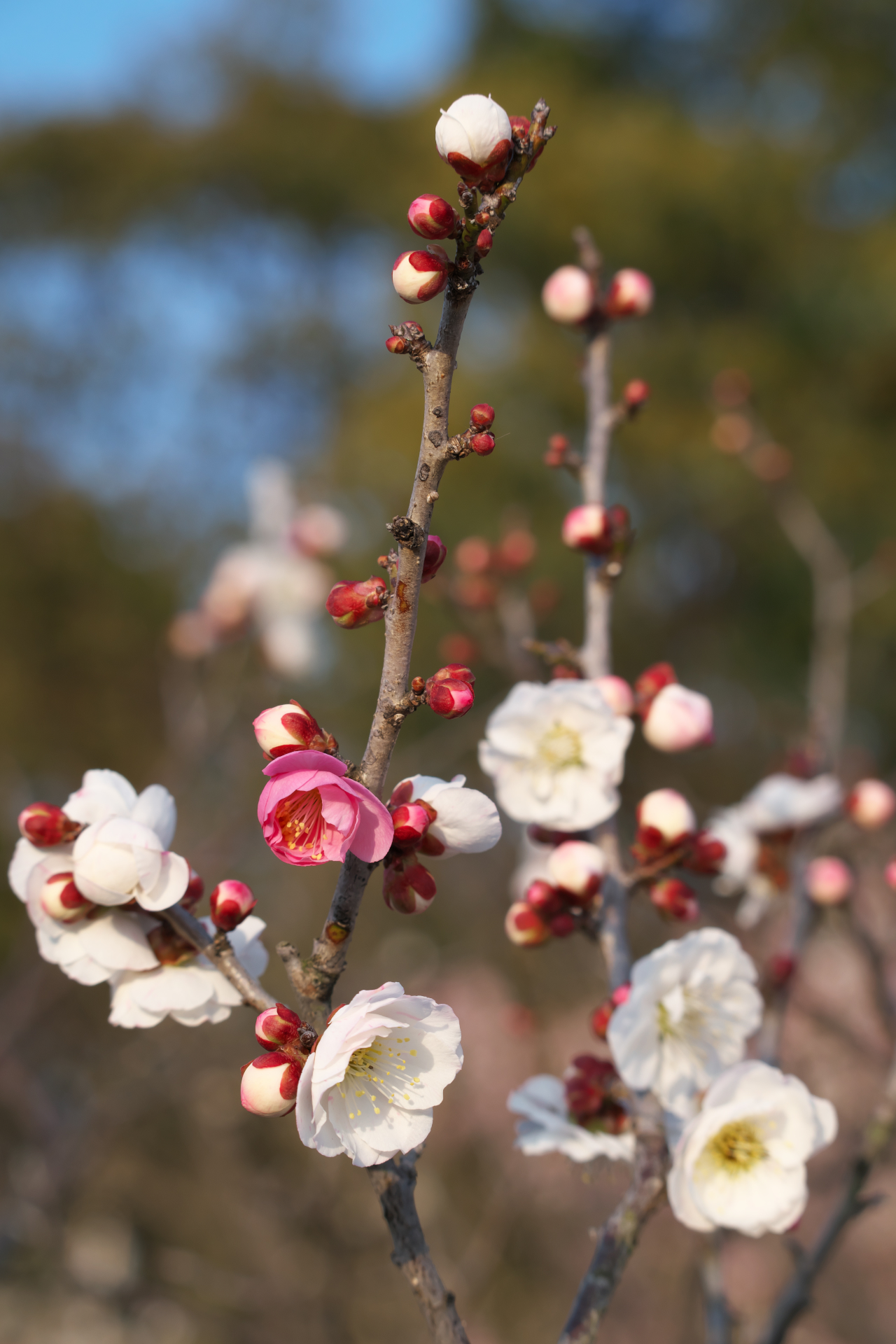 f:id:qayap:20220312215719j:plain