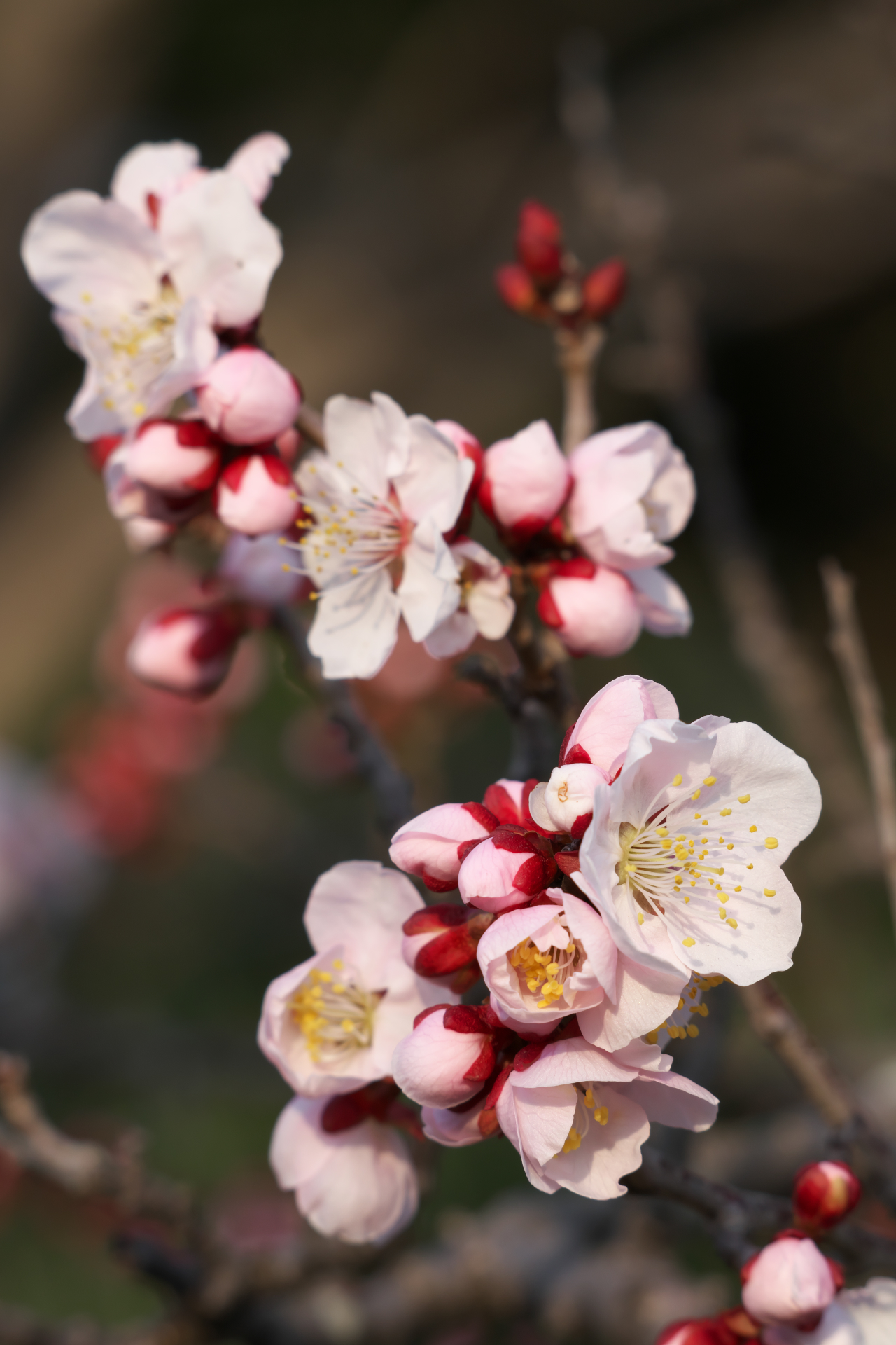 f:id:qayap:20220312215742j:plain