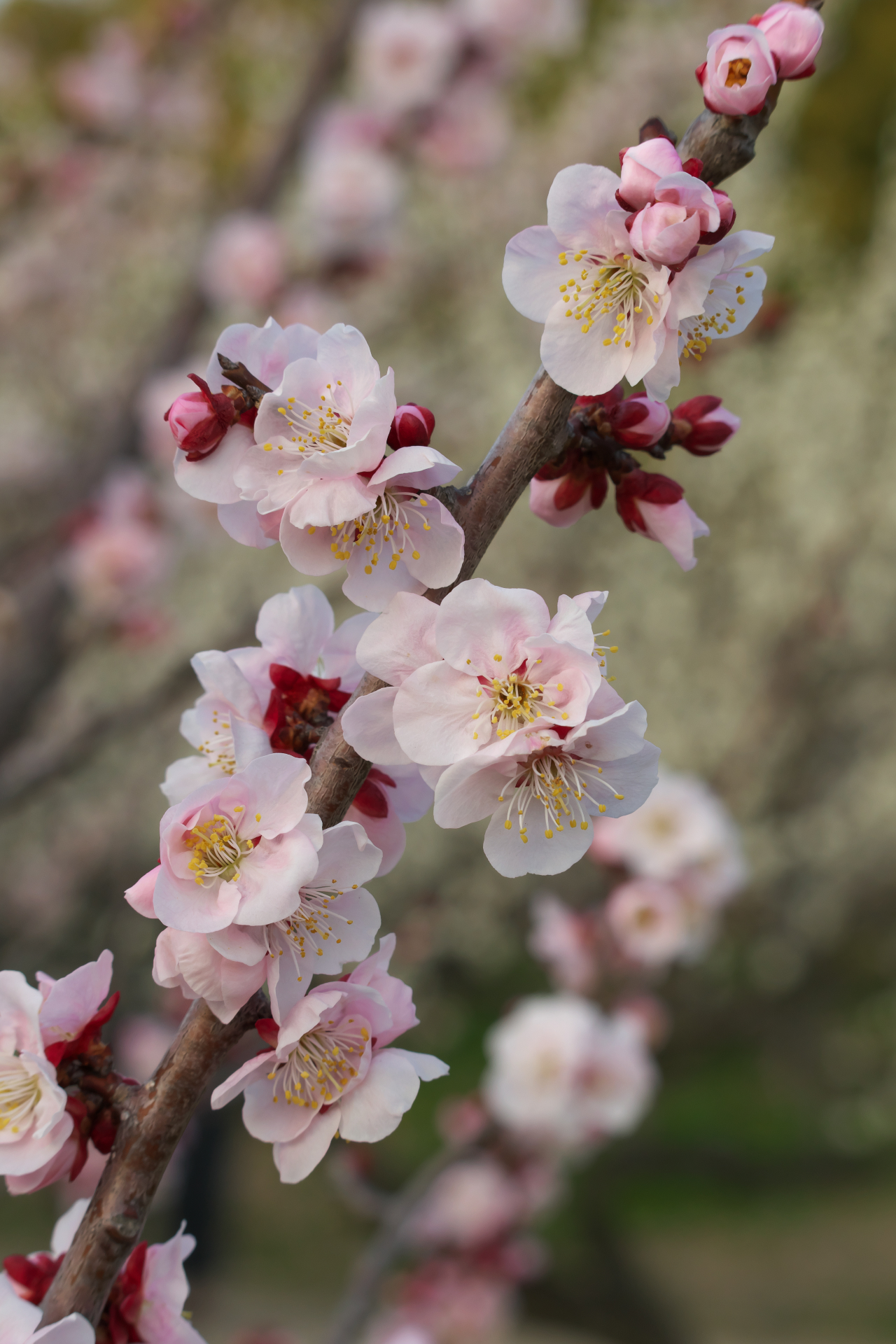 f:id:qayap:20220312215847j:plain