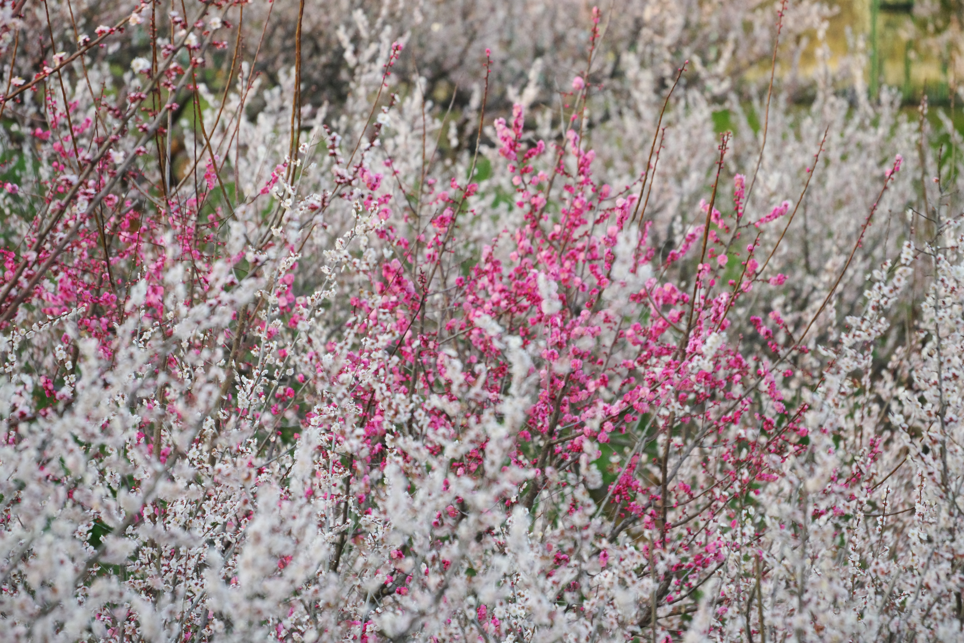 f:id:qayap:20220312220832j:plain