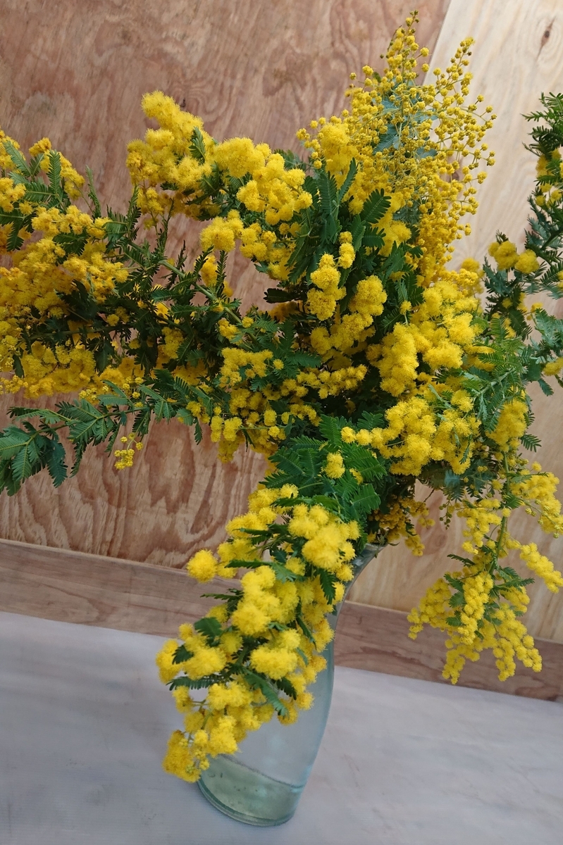 春待ち　パールアカシアとラナンキュラスのリース 春待ちパールアカシアとラナンキュラスのリース