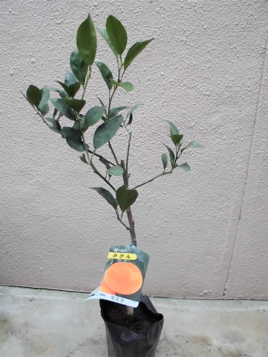 f:id:qlife07:20210202211643j:plain