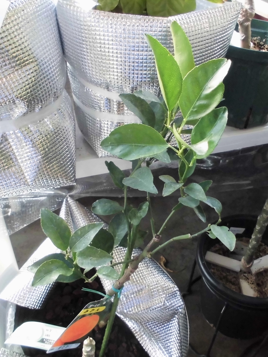 f:id:qlife07:20210202212845j:plain