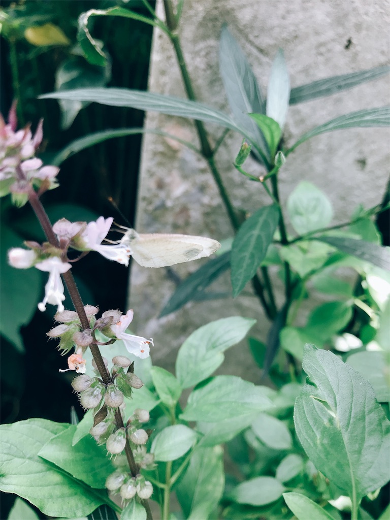 f:id:qlui7:20190319192157j:image f:id:qlui7:20190319192157j:image