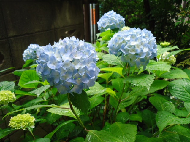 f:id:qmushimeganeq:20210520111643j:plain