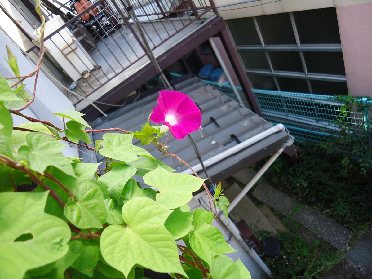 f:id:qmushimeganeq:20210921085824j:plain