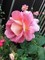 露と薔薇
