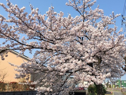 住吉町の桜