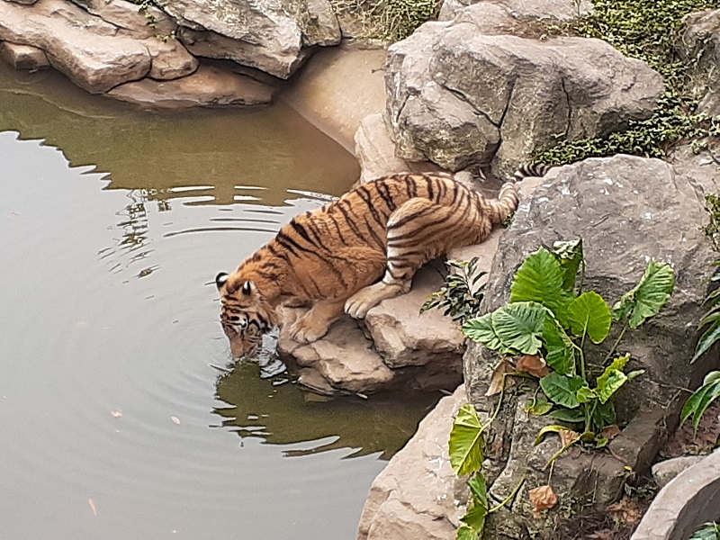 f:id:qoo-mile:20191120195927j:plain f:id:qoo-mile:20191120195927j:plain