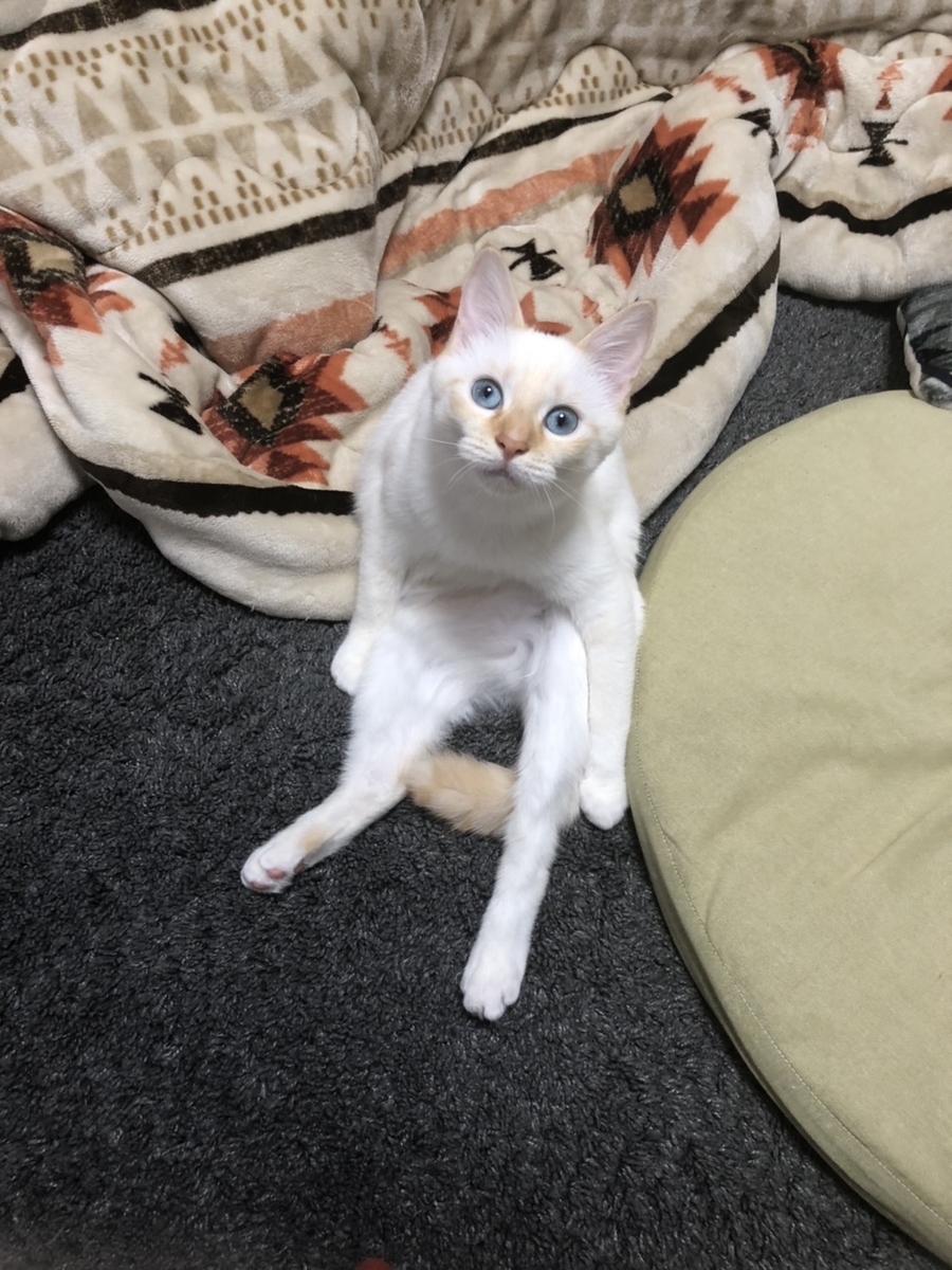 f:id:qoochanpp:20191214195320j:plain