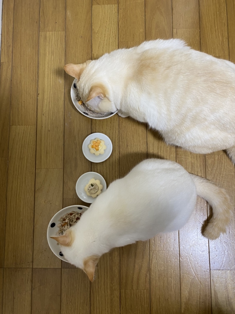 f:id:qoochanpp:20191225131051j:plain